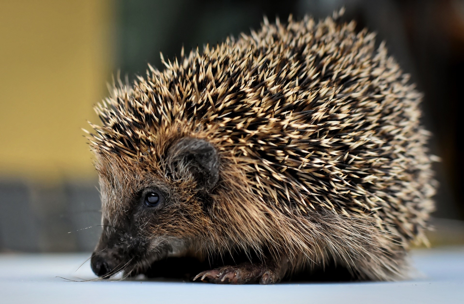 Close-up of a hedgehog on a surface HD Wallpaper