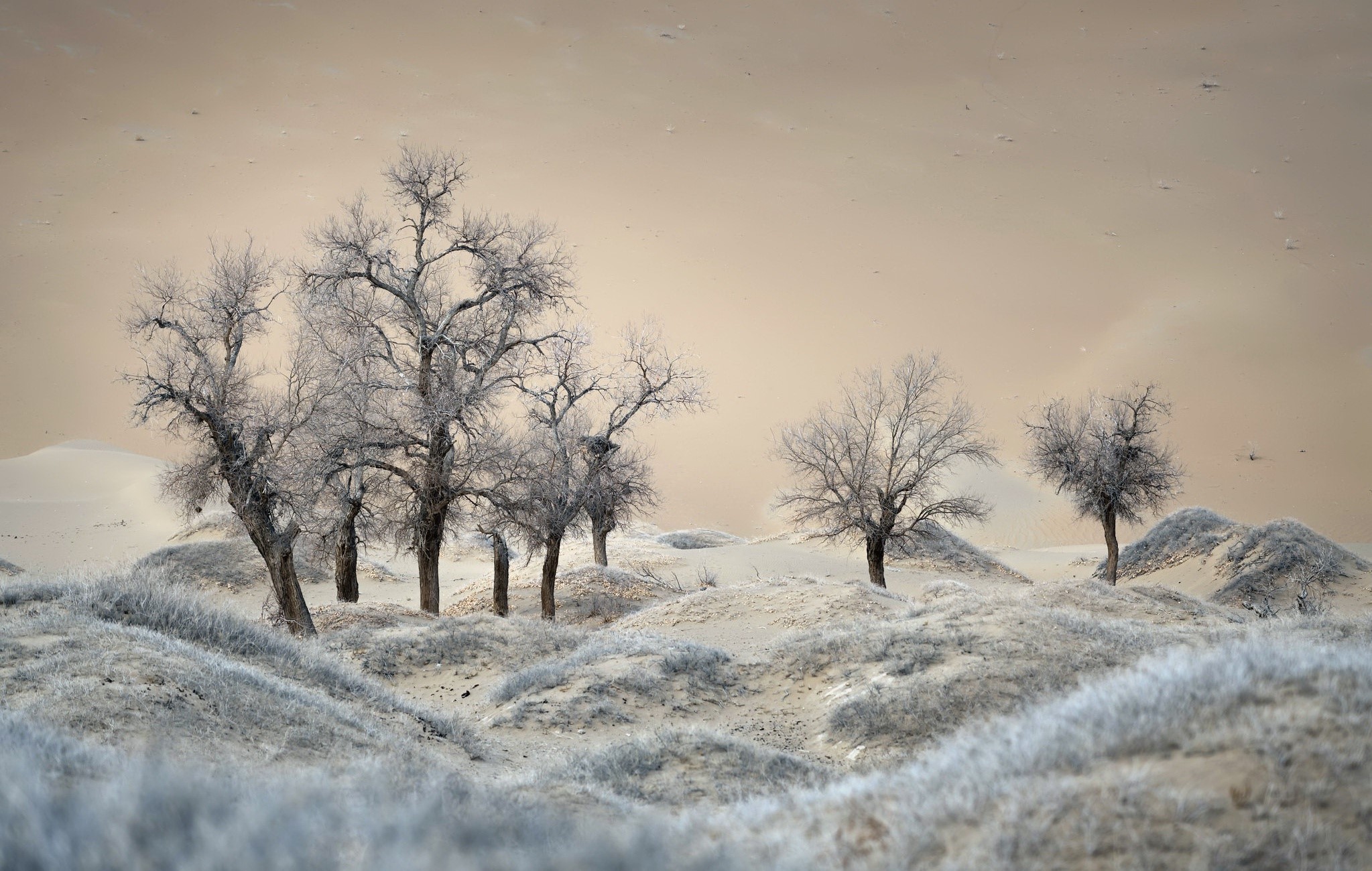 Bare trees on sand dunes under a beige sky HD Wallpaper