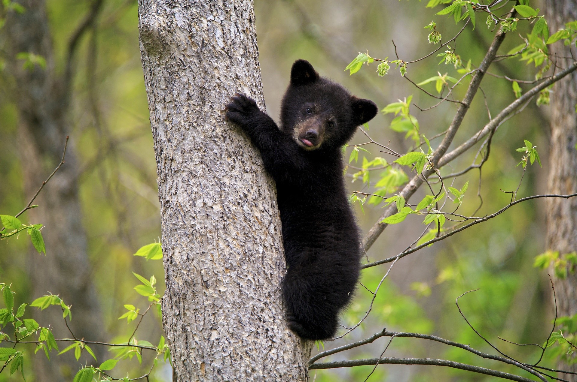 Baby black bear climbing a tree HD Wallpaper