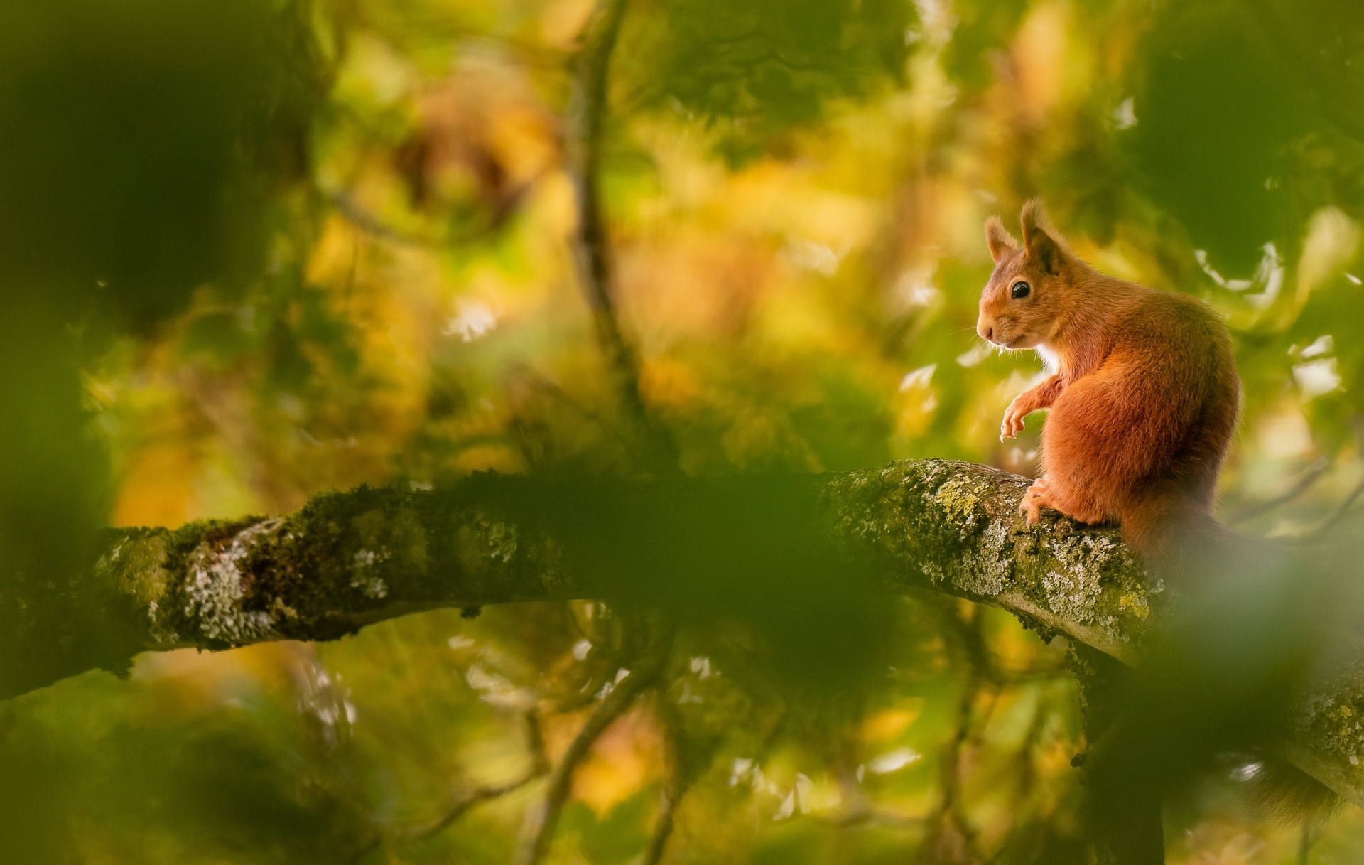 Red squirrel perched on a mossy tree branch HD Wallpaper
