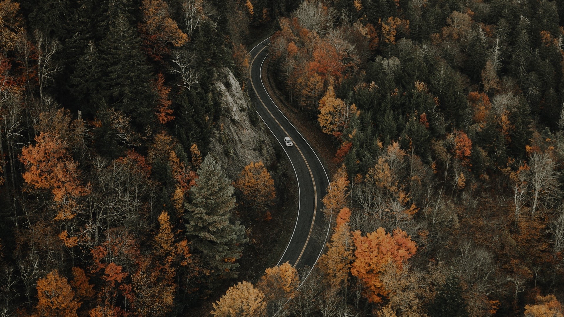 Aerial view of a winding road through an autumn forest HD Wallpaper