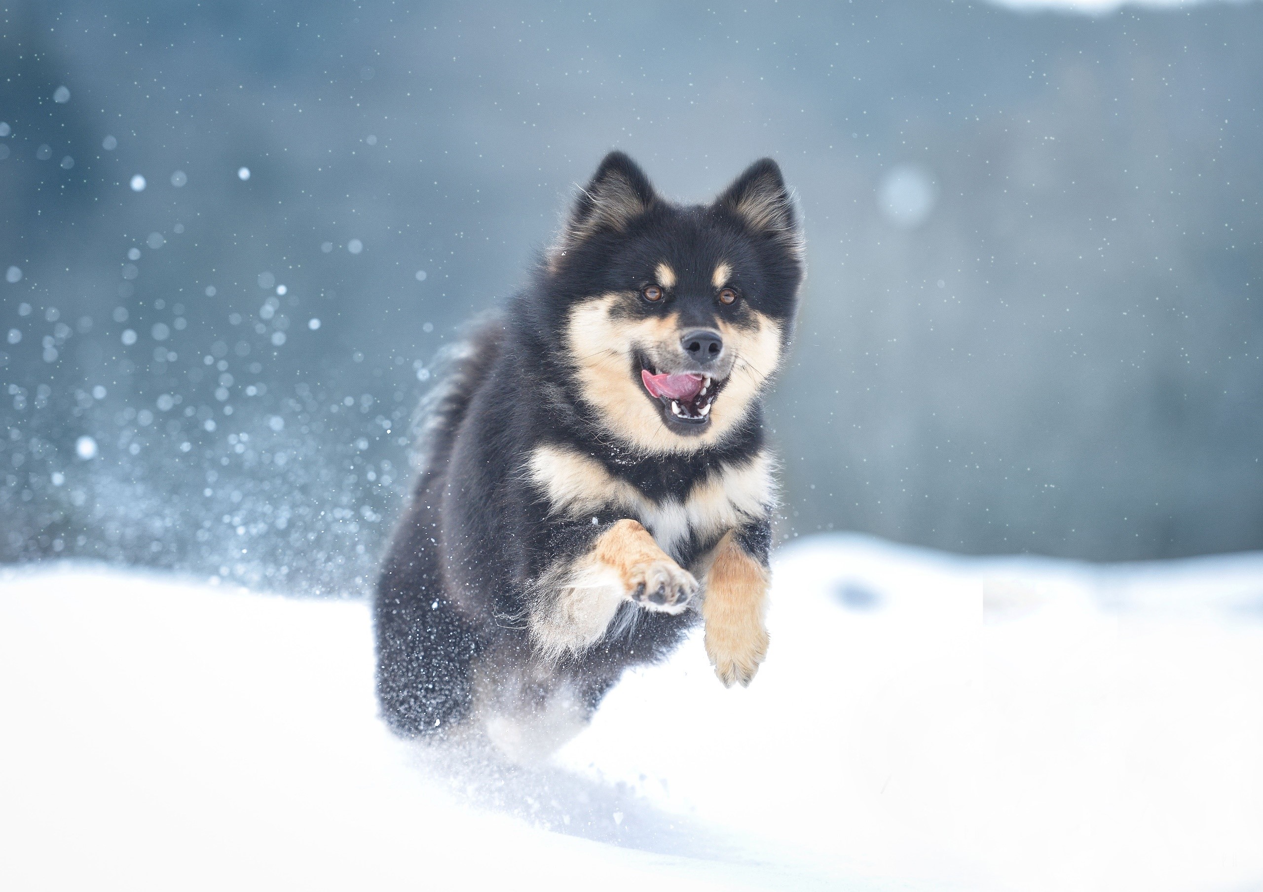 Finnish Lapphund dog running in the snow HD Wallpaper