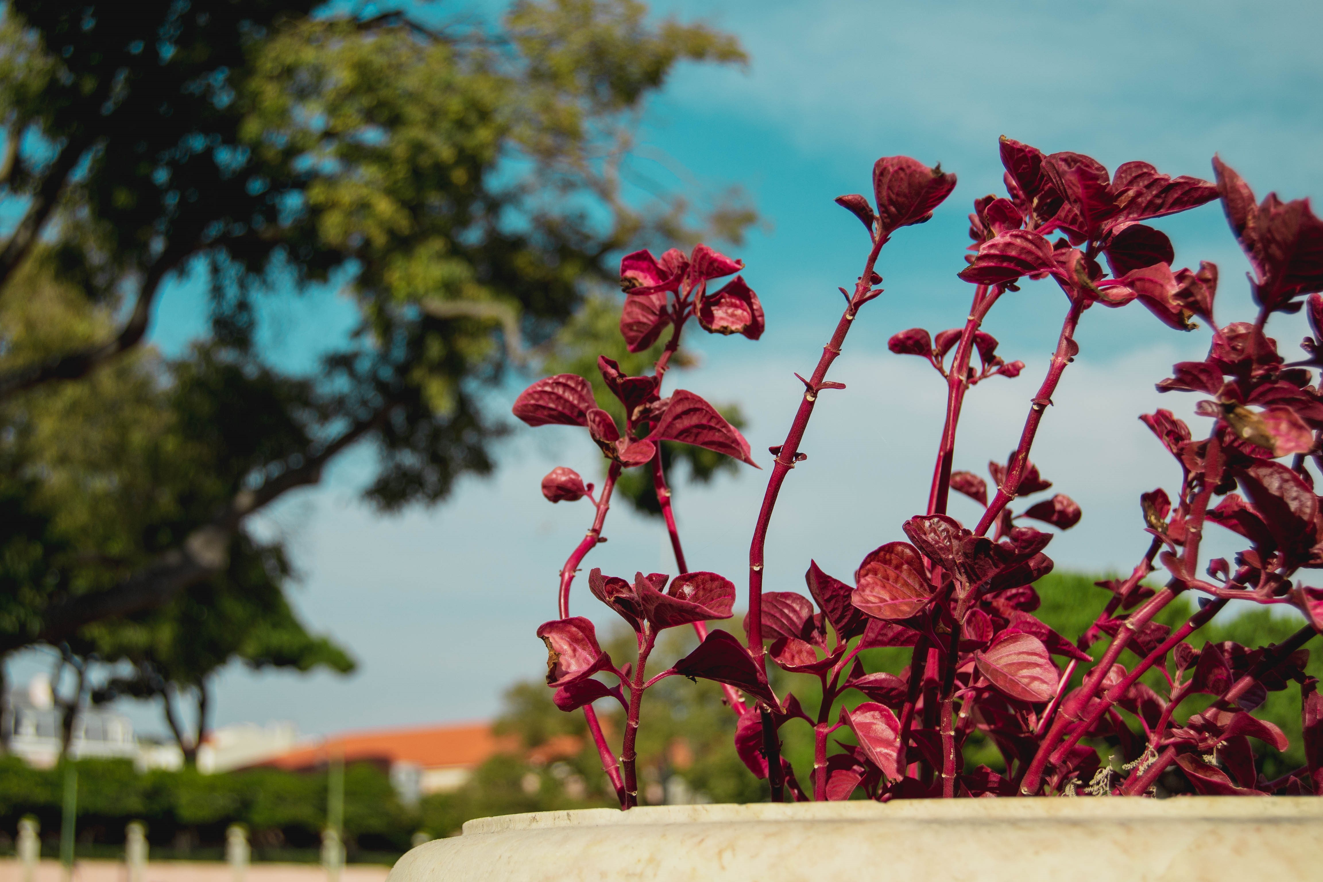 Red plants in a pot with bokeh background HD Wallpaper