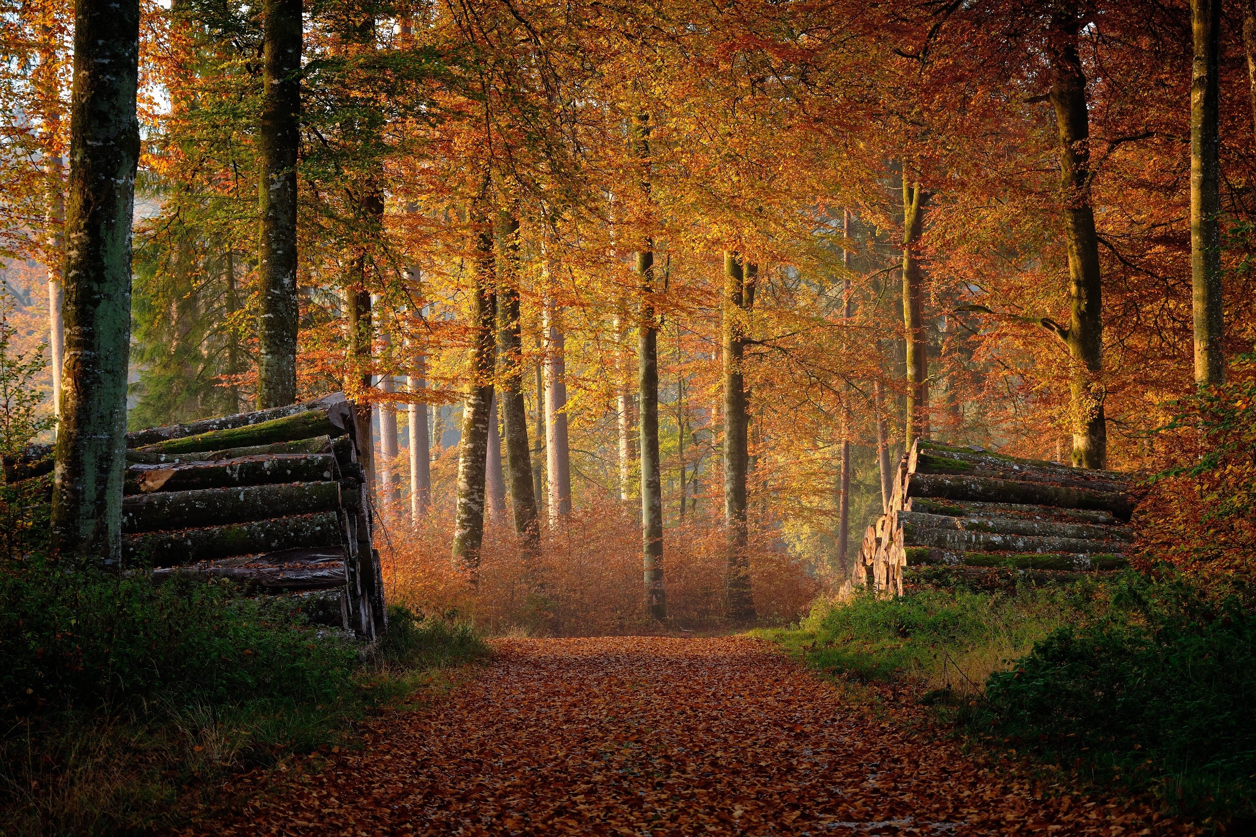 Autumn forest path with fallen leaves and stacked logs HD Wallpaper