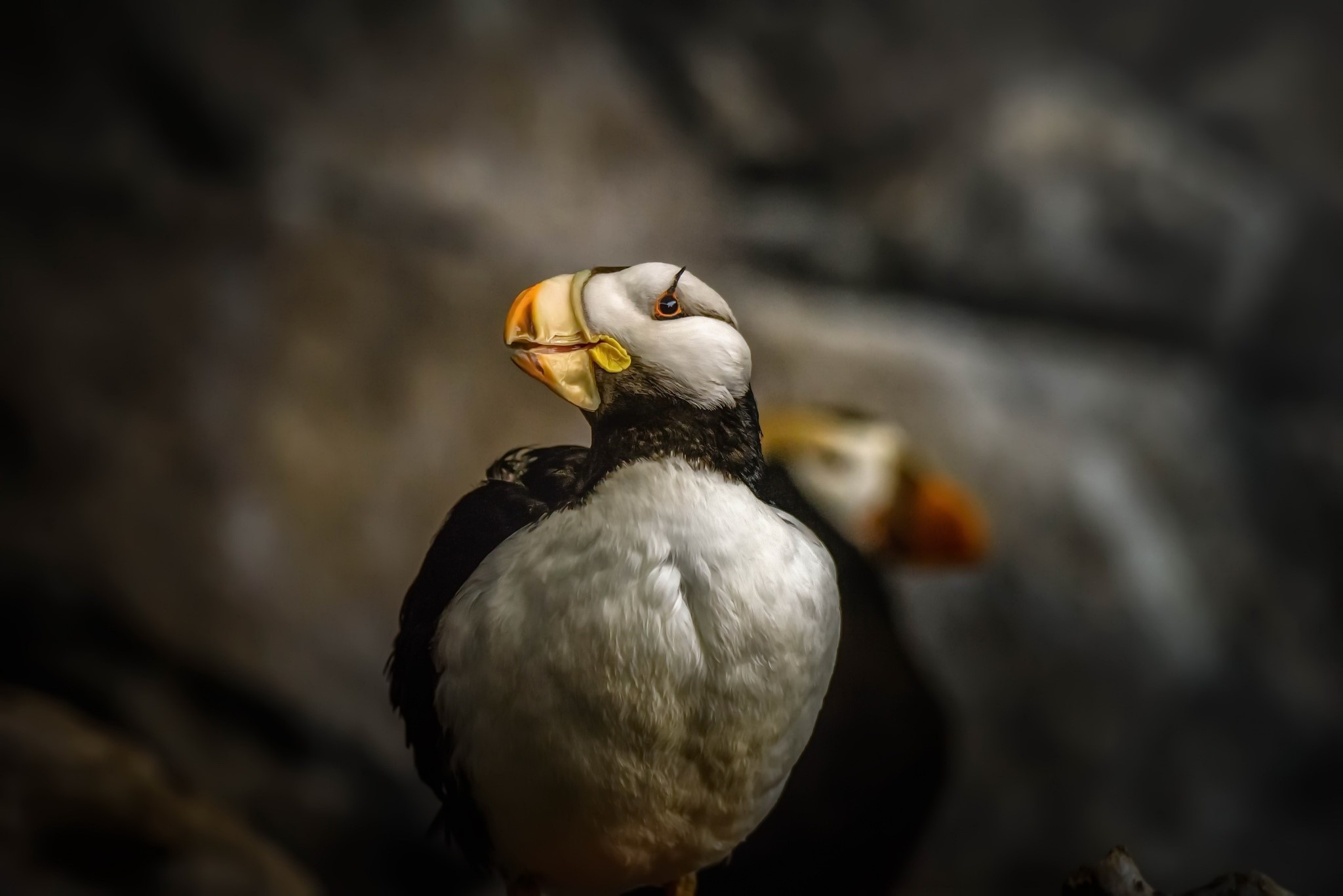 Two puffins with colorful beaks on rocks HD Wallpaper