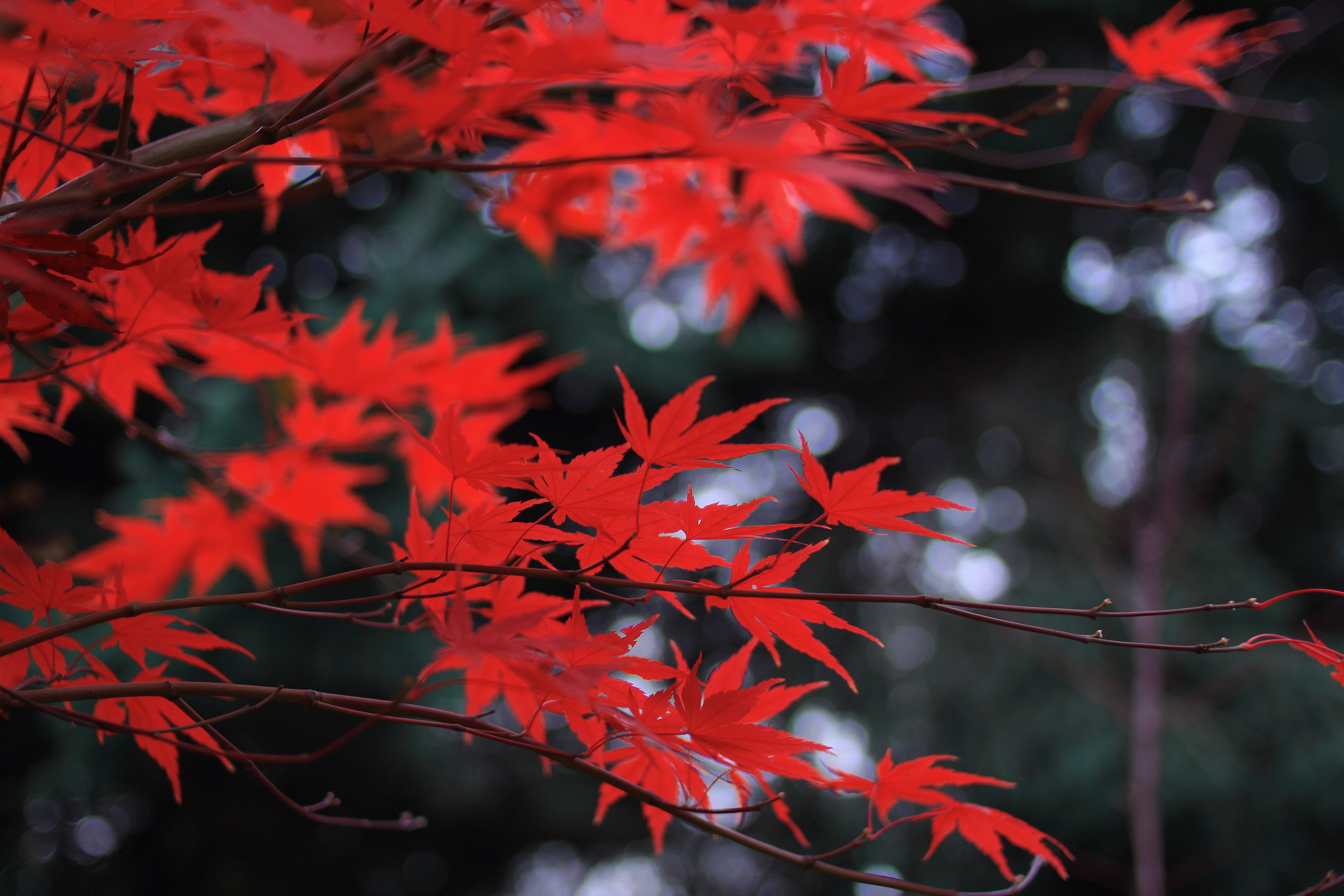 Red Maple Leaves in Forest HD Wallpaper