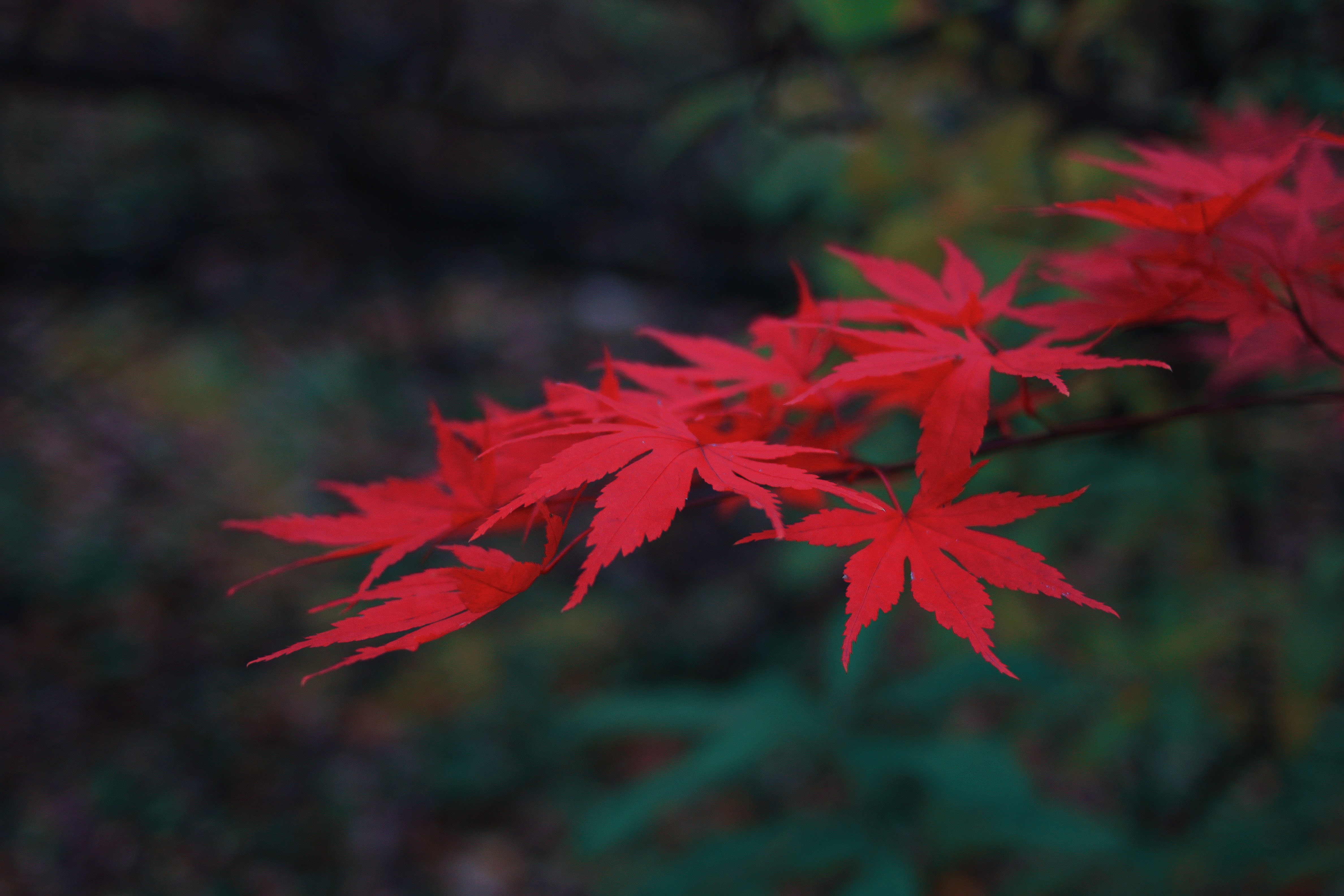 Red maple leaves in a forest HD Wallpaper