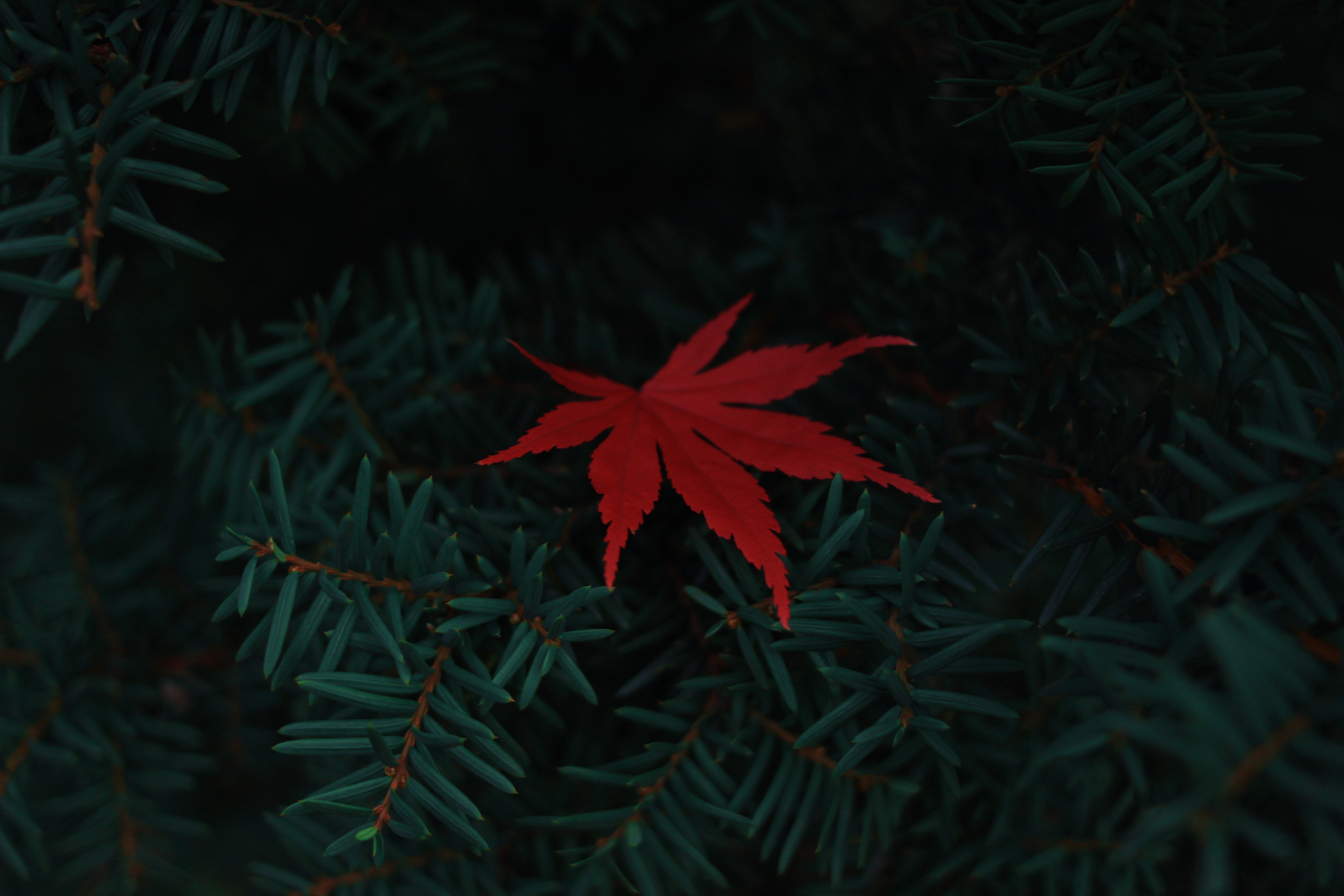 Red leaf on dark green pine needles HD Wallpaper