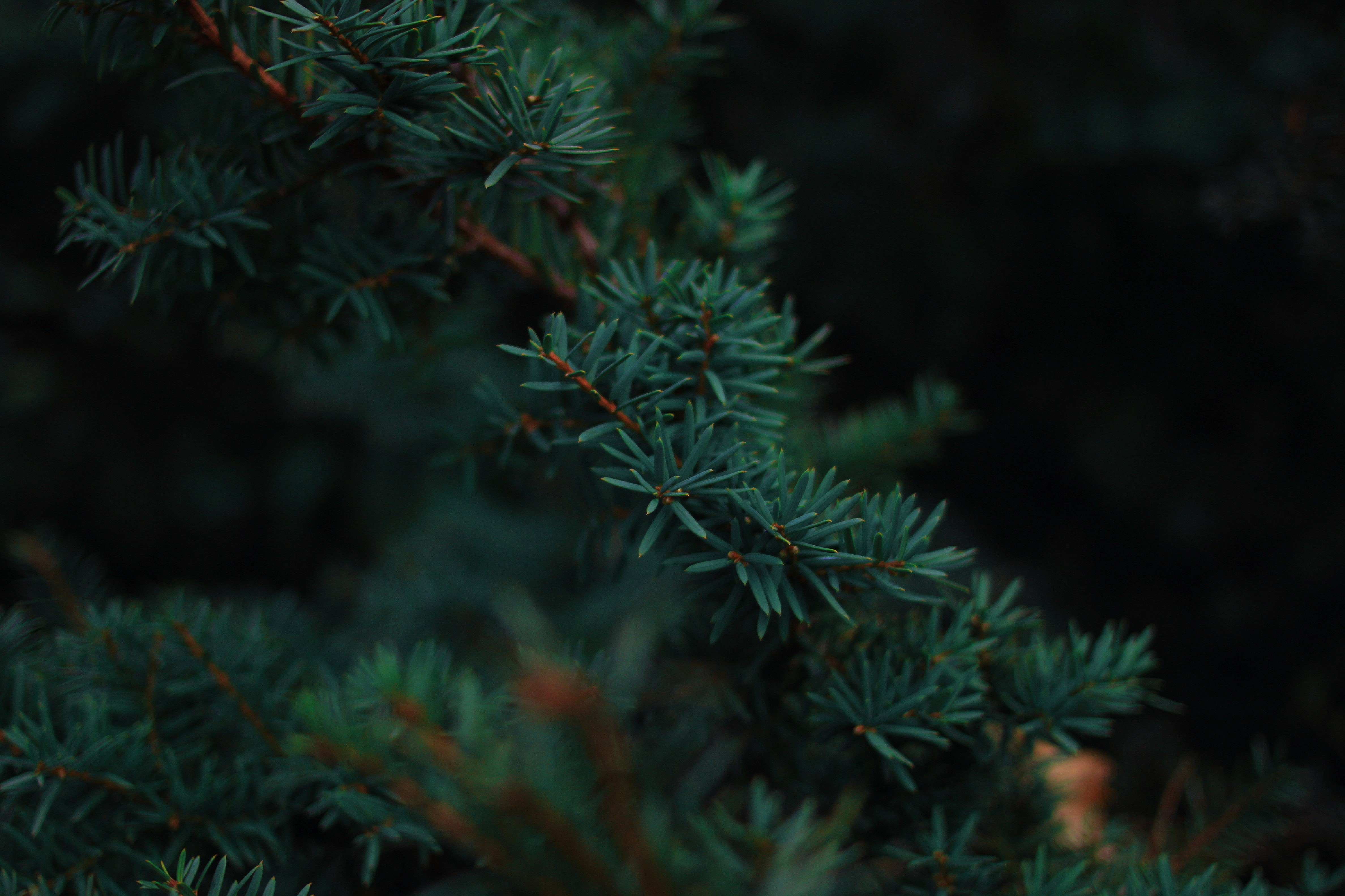 Pine trees in a forest HD Wallpaper