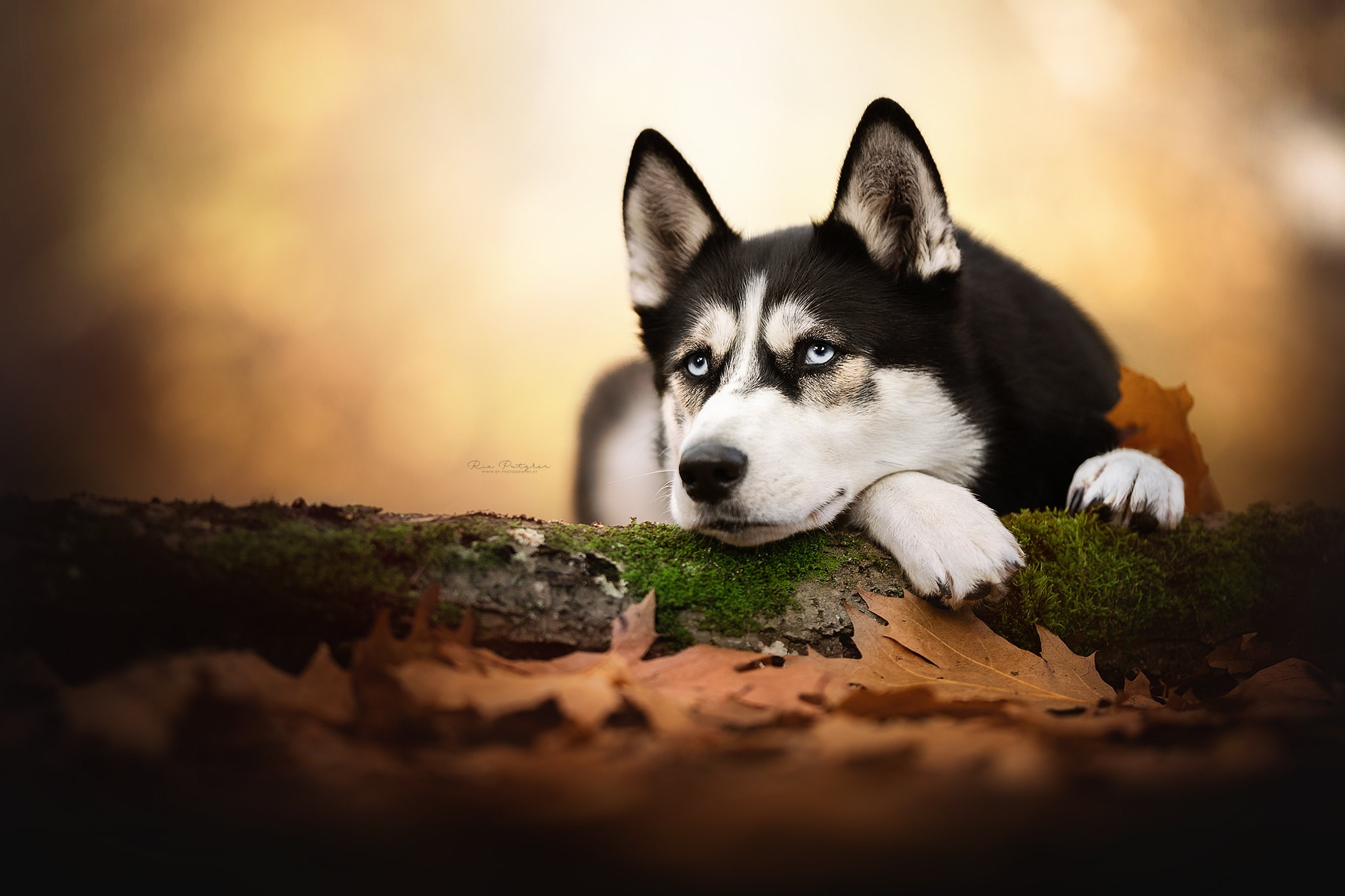 Siberian Husky with blue eyes in autumn nature HD Wallpaper