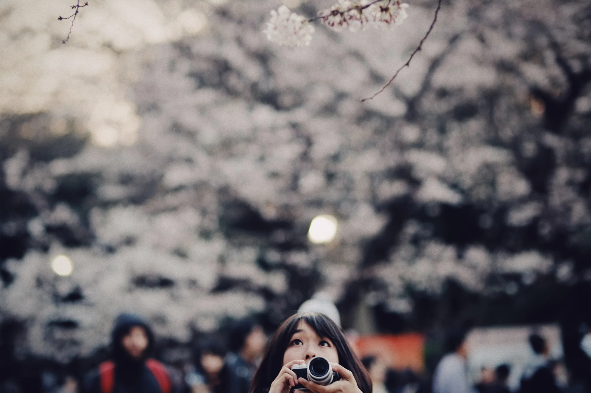 Woman taking a photo of cherry blossoms HD Wallpaper