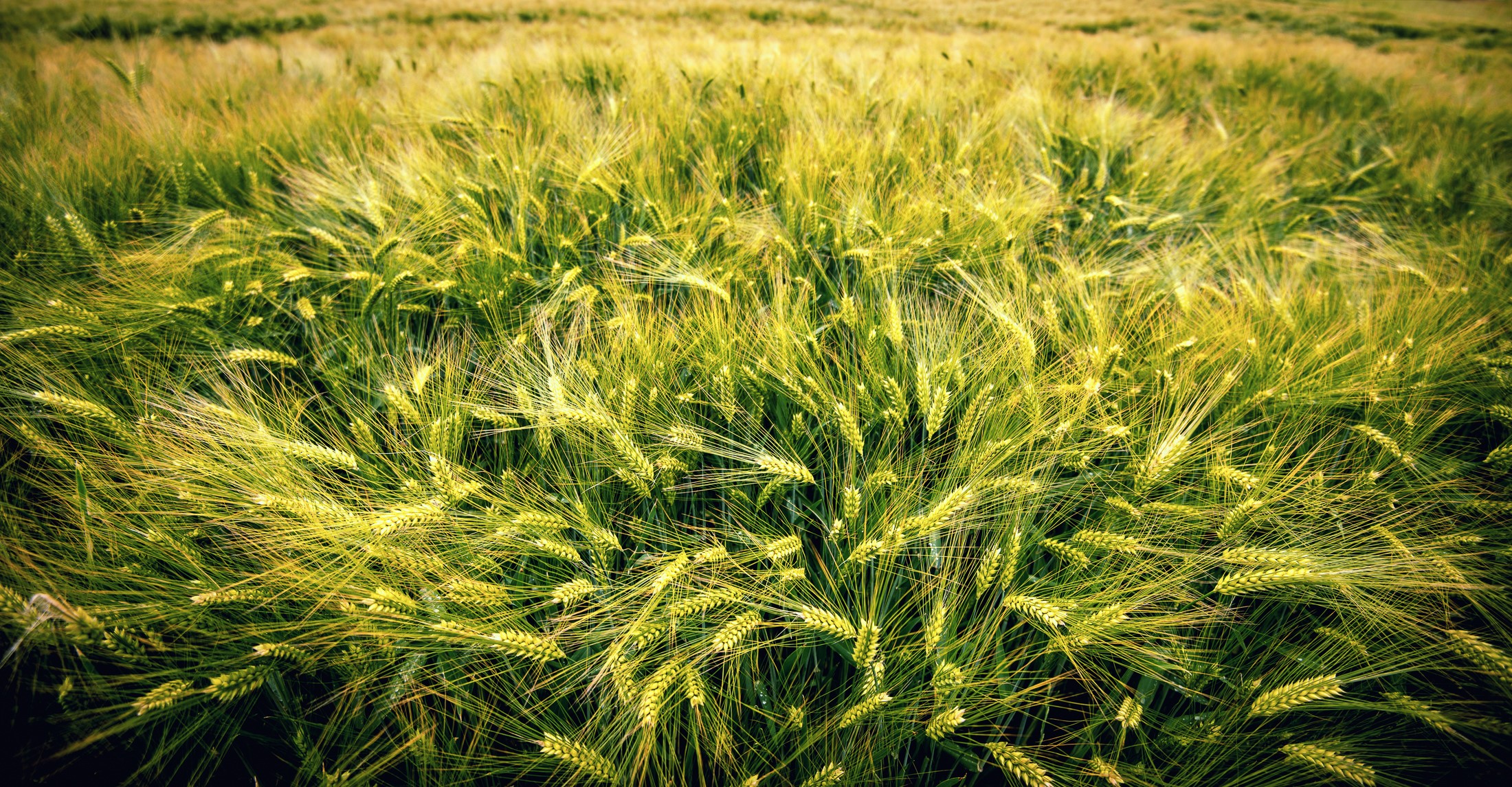Field of green barley plants HD Wallpaper
