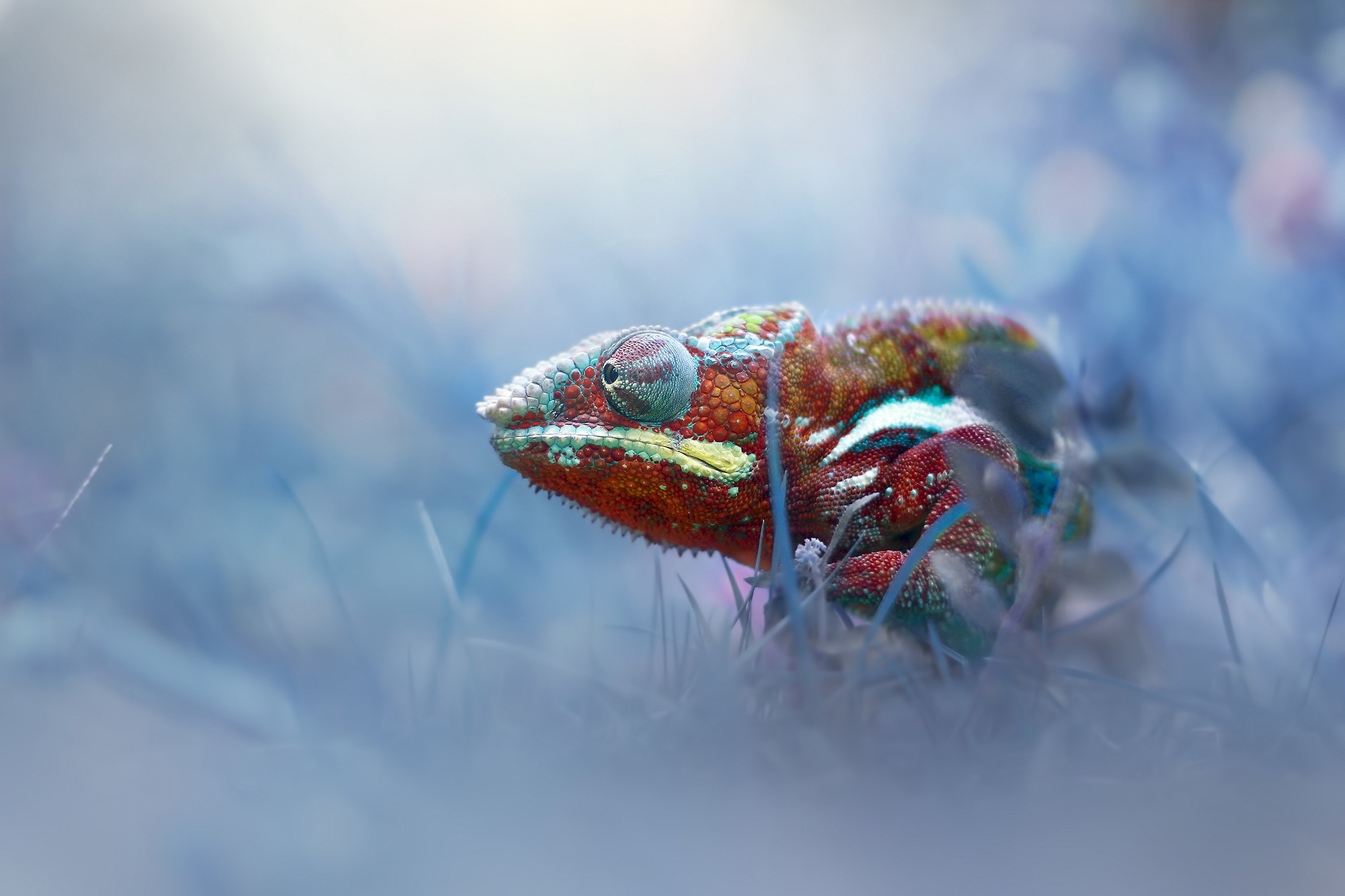 A colorful chameleon rests in the grass HD Wallpaper