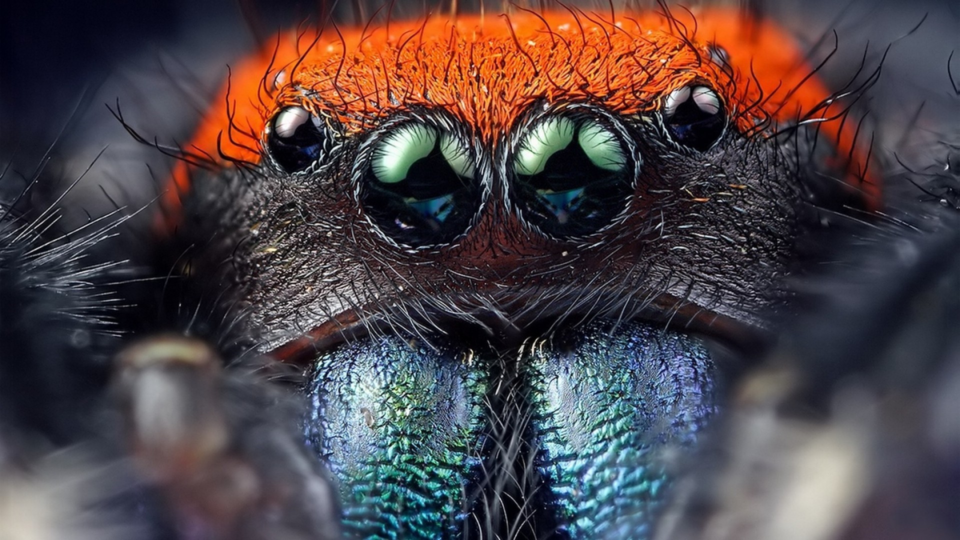 Macro shot of a jumping spider's face HD Wallpaper