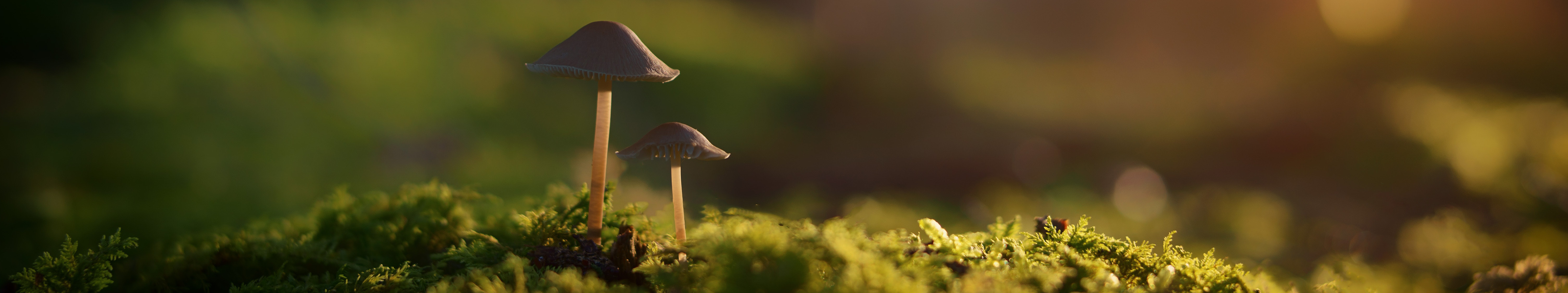 4K Mushrooms on Moss with Depth of Field HD Wallpaper