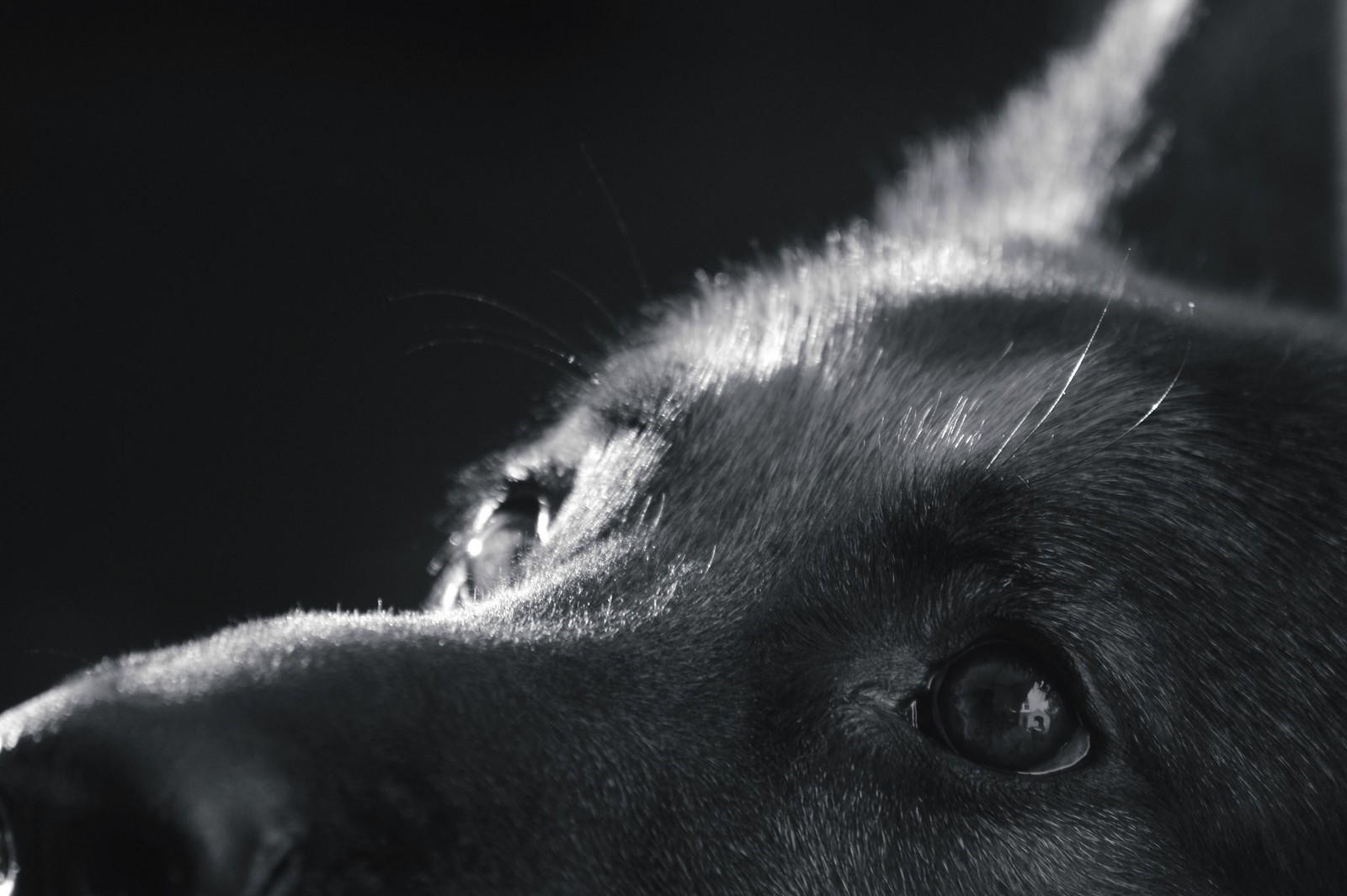 Close-up of a German Shepherd dog's face HD Wallpaper