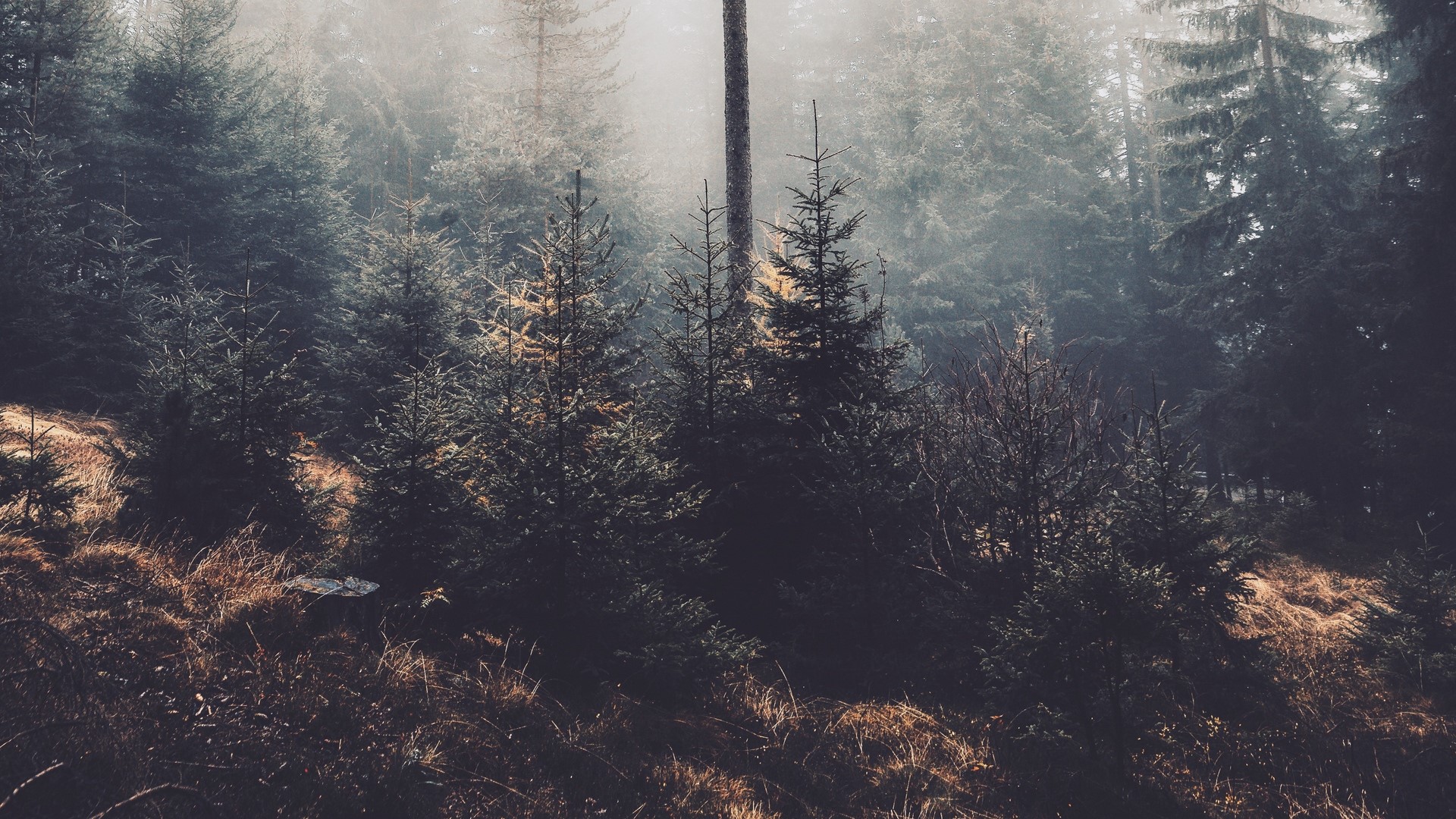 Misty forest with pine trees and dry grass HD Wallpaper