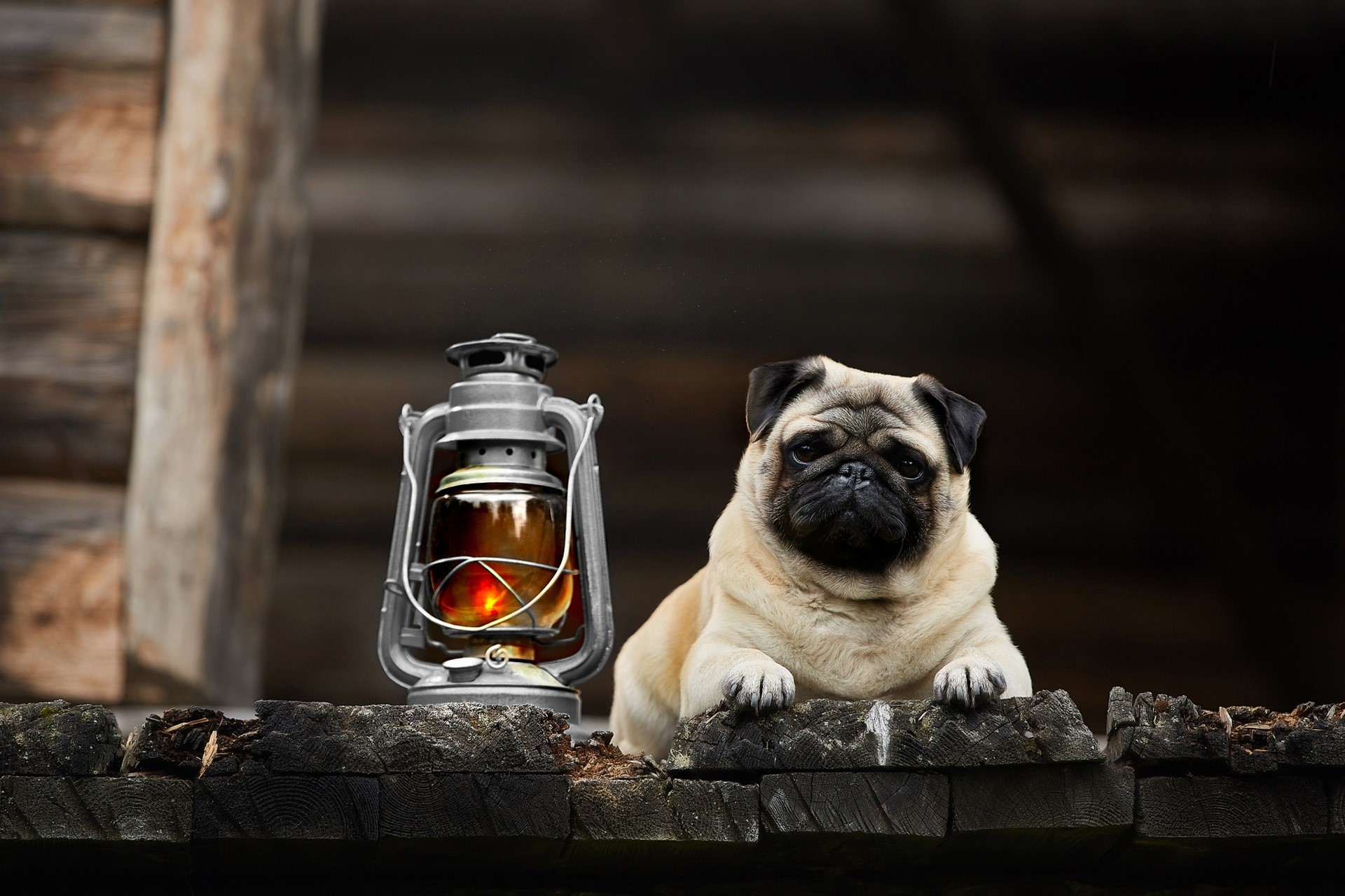 Pug dog and lantern on wooden surface HD Wallpaper