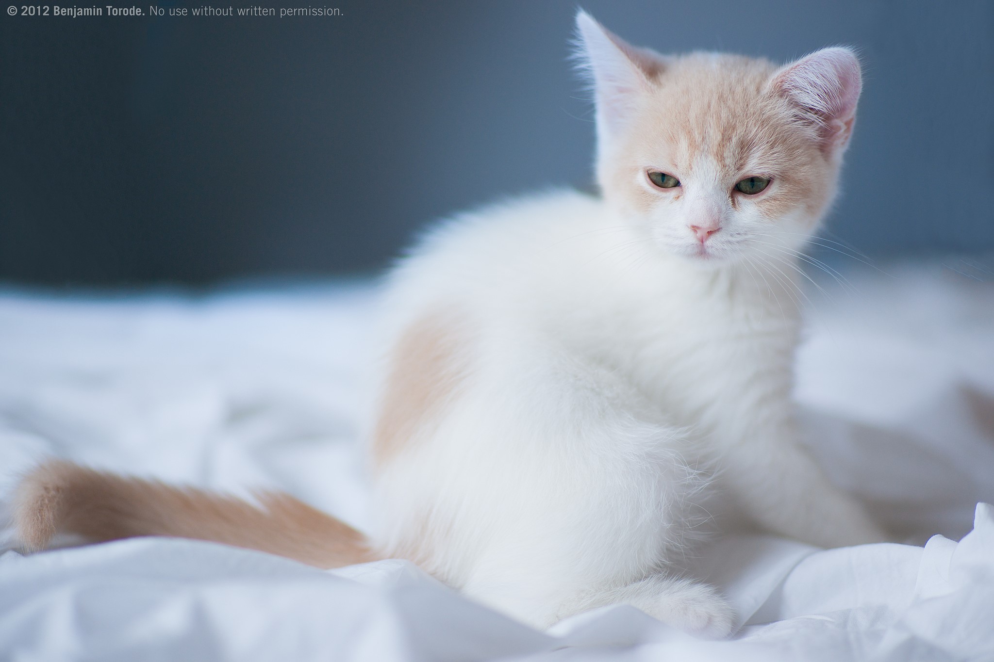 A cream and white kitten on a white blanket HD Wallpaper