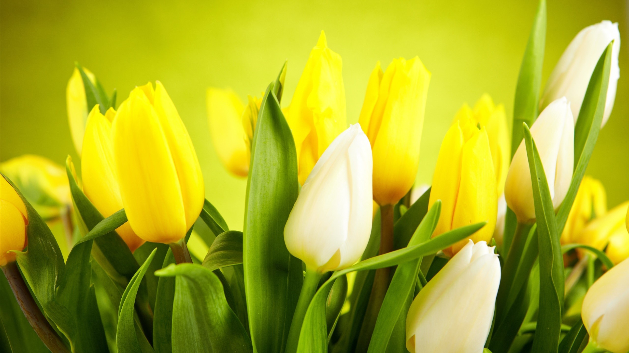 Yellow and white tulips with green leaves HD Wallpaper