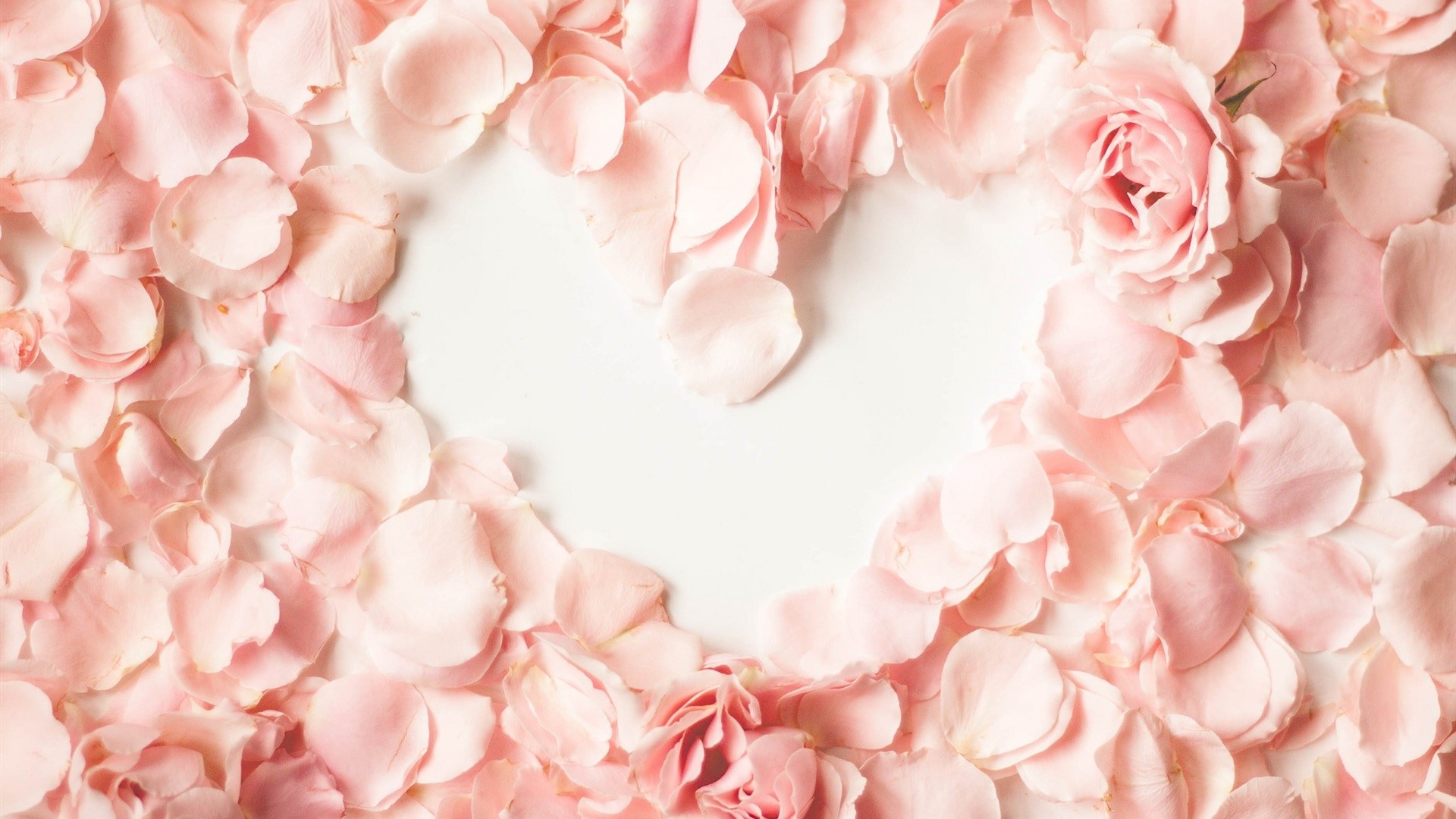 Pink rose petals forming a heart shape HD Wallpaper