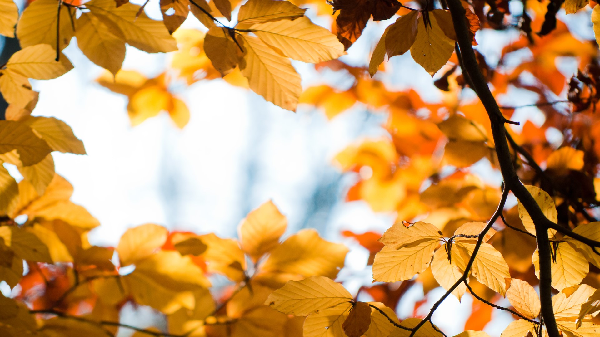 Autumn leaves on branches against a bright sky HD Wallpaper