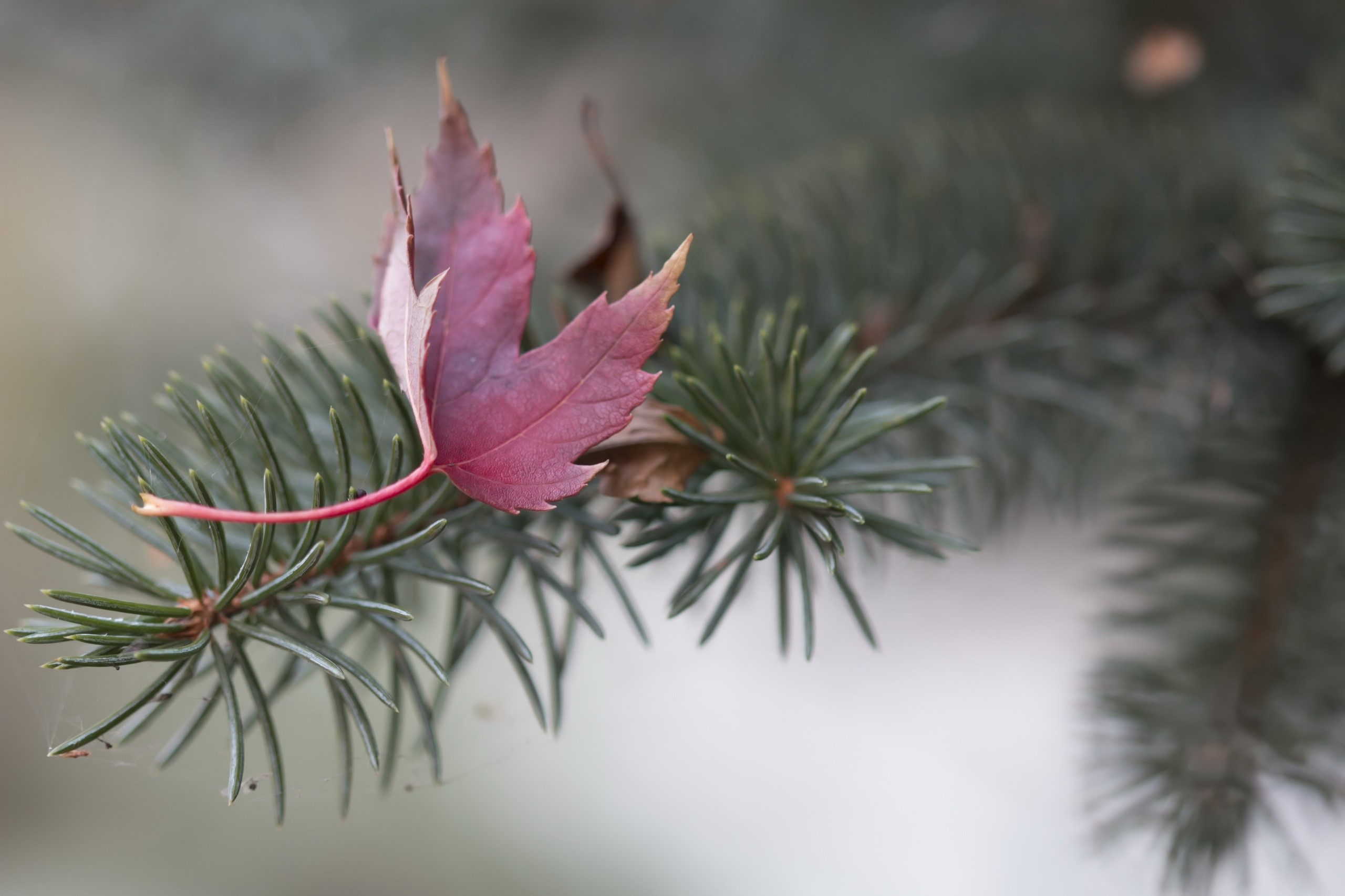 Red leaf on a pine tree branch HD Wallpaper