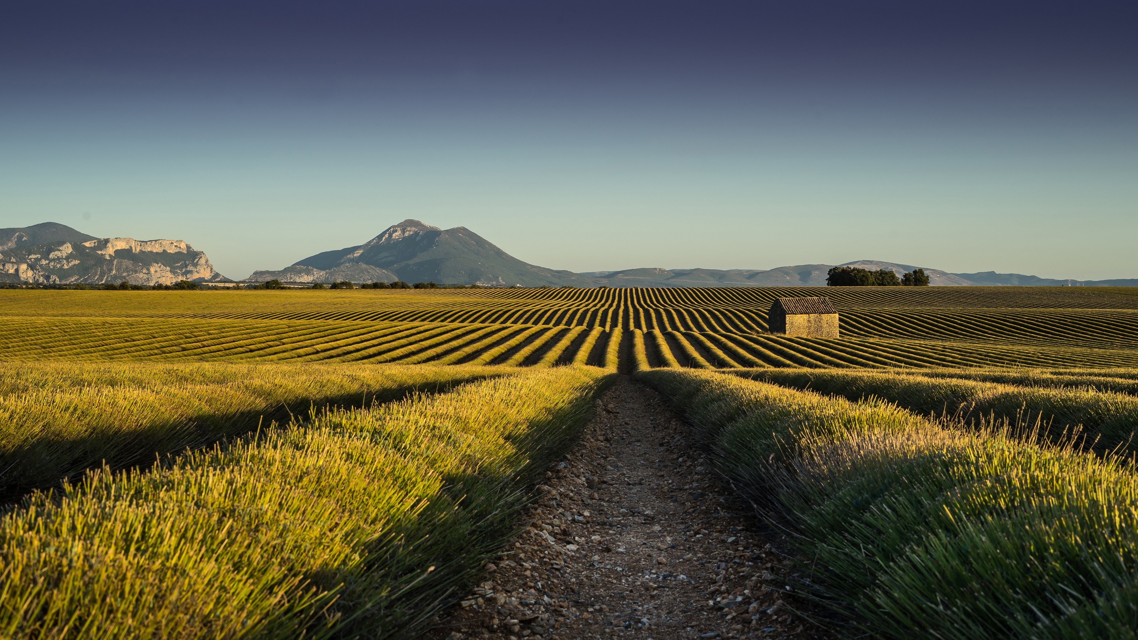 Lavender field with a building and mountains HD Wallpaper