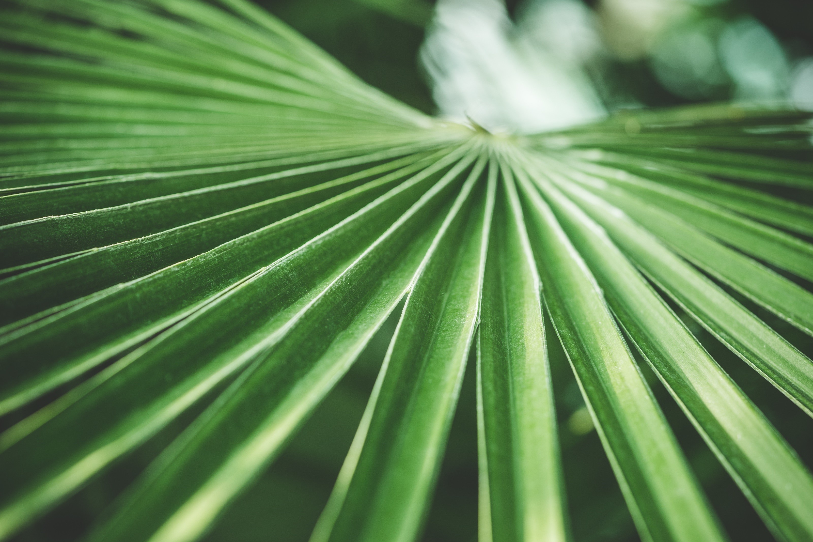 Close-up of a green palm leaf HD Wallpaper