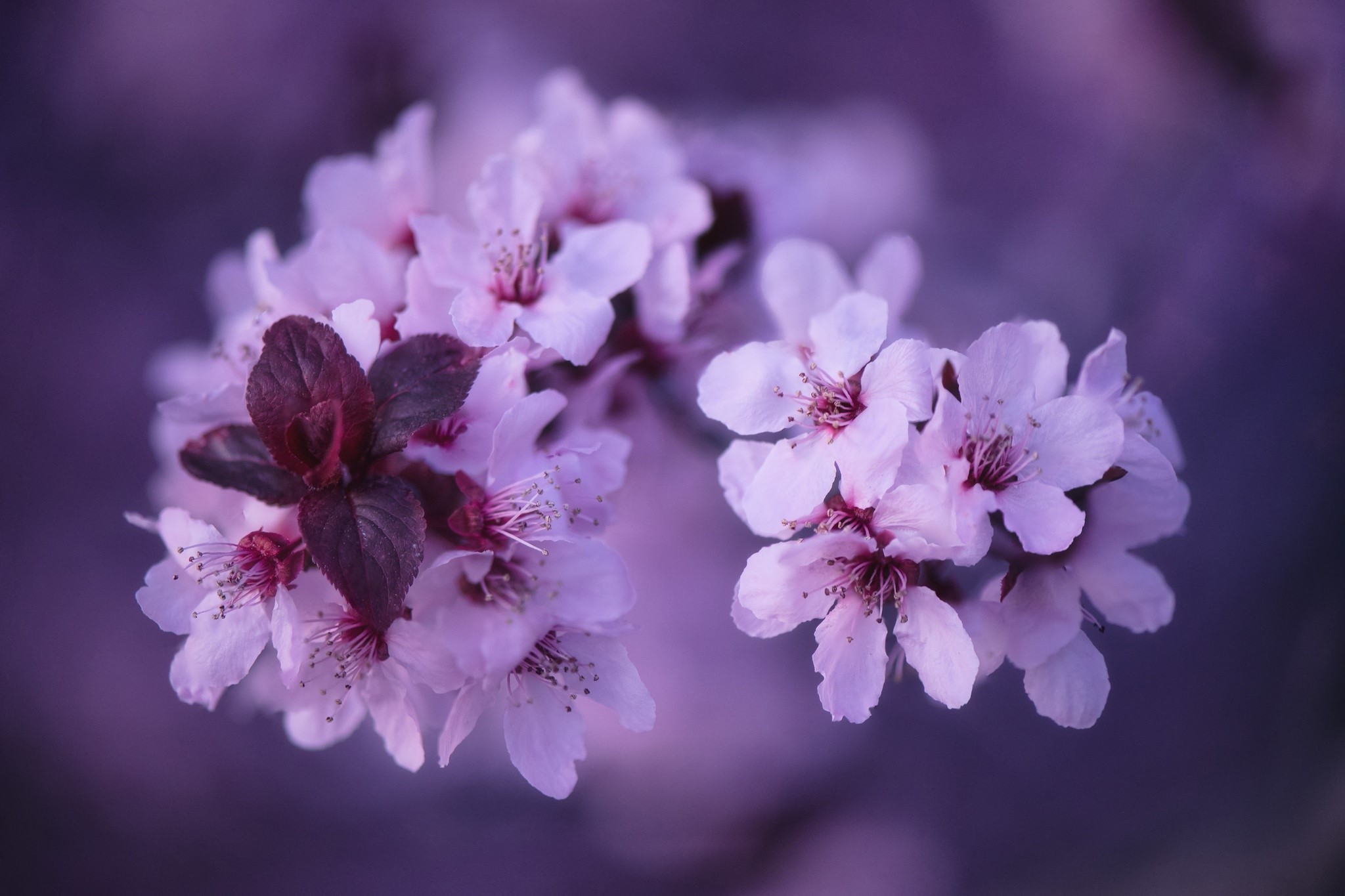 Close-up of purple cherry blossoms with dark leaves HD Wallpaper
