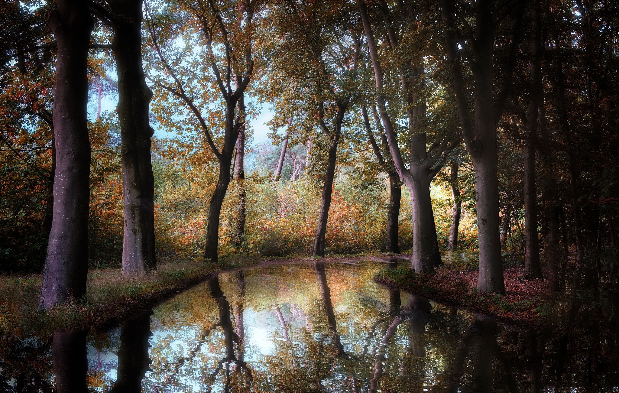 Autumn forest with a creek and reflections HD Wallpaper