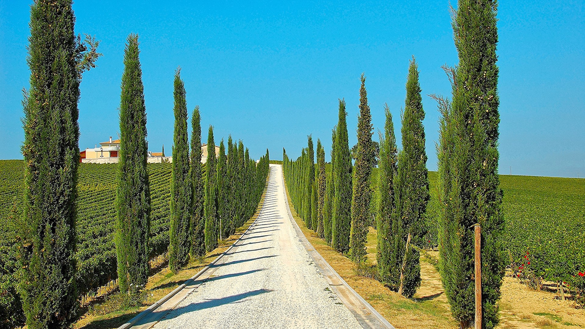 Road lined with cypress trees and vineyards HD Wallpaper