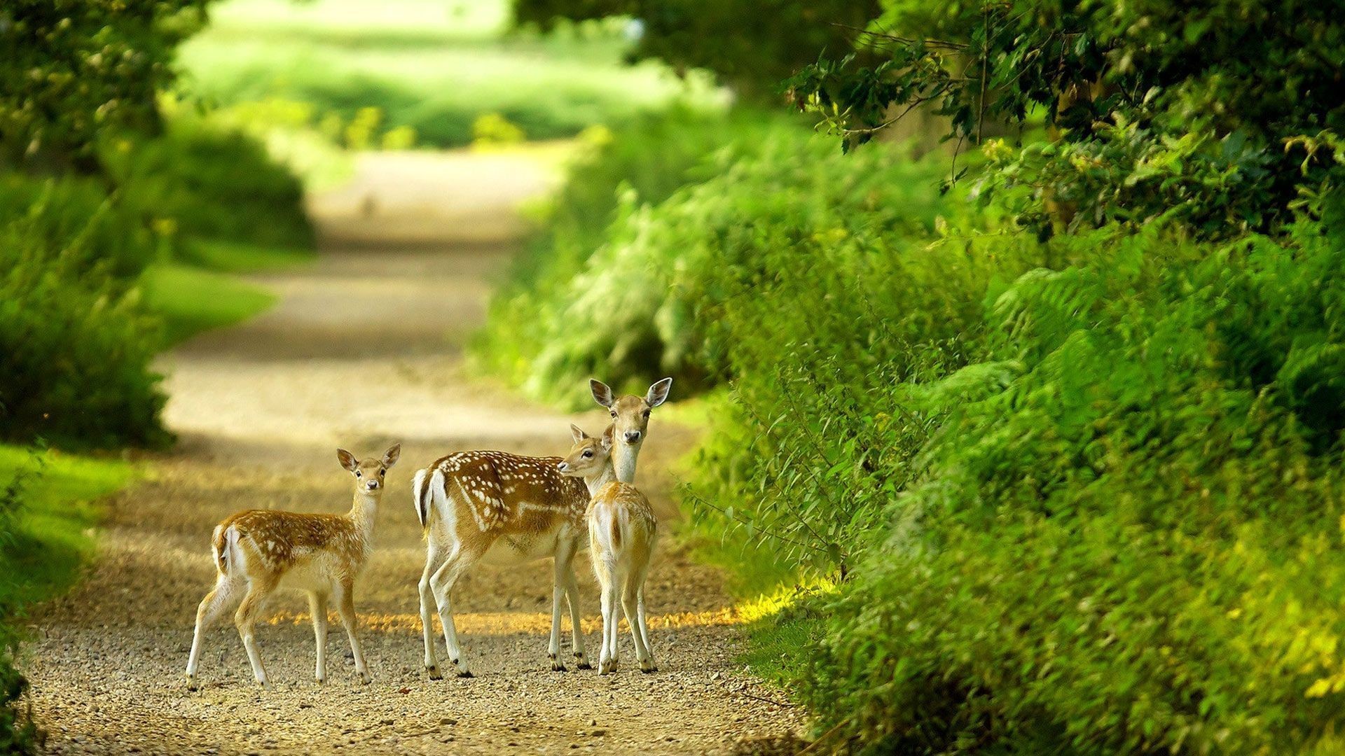 Deer on a path in a green forest HD Wallpaper