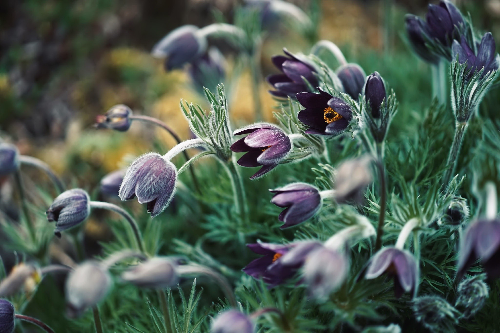 Purple pasqueflower plants with fuzzy stems and leaves HD Wallpaper