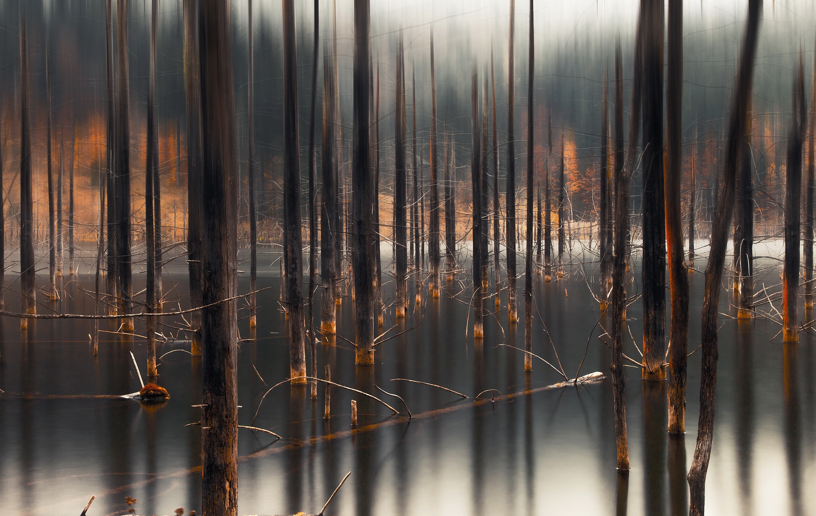Dead trees in a lake with fall colors HD Wallpaper