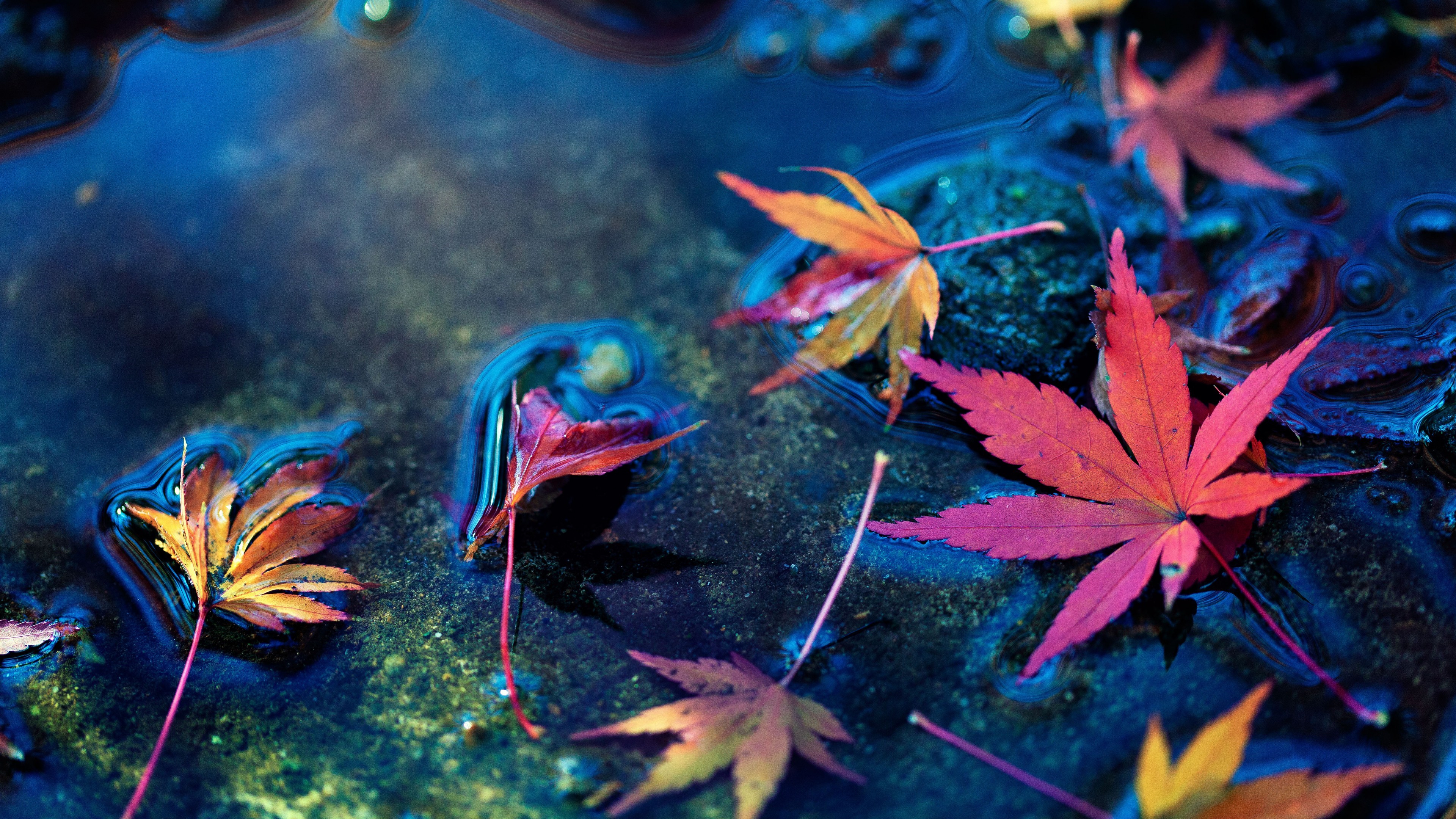 4K Maple leaves floating on water HD Wallpaper