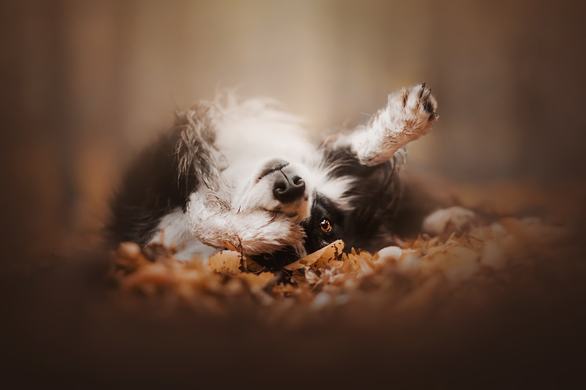 Border Collie dog lying on autumn leaves HD Wallpaper