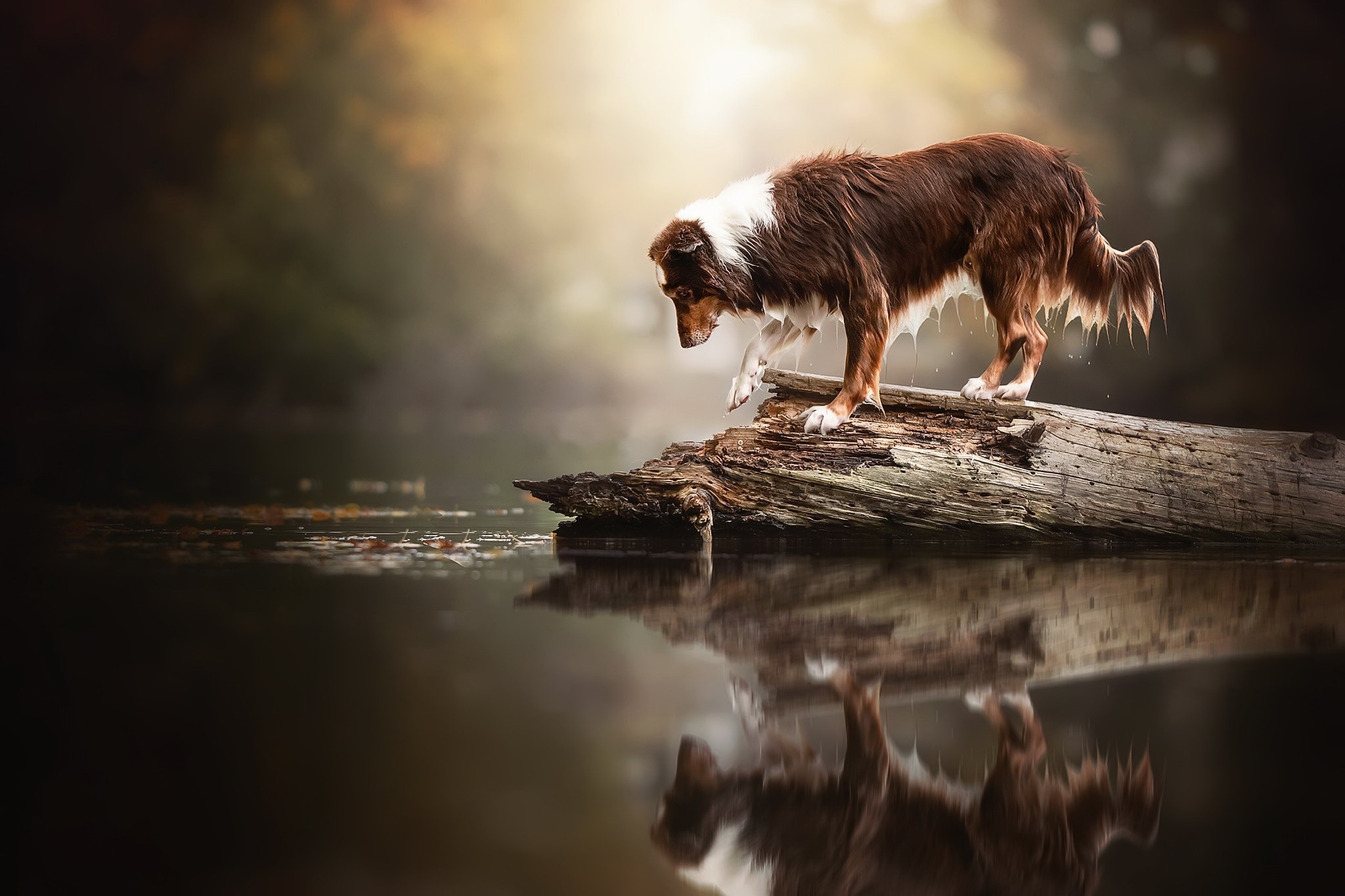 Brown and white dog on a log over water HD Wallpaper