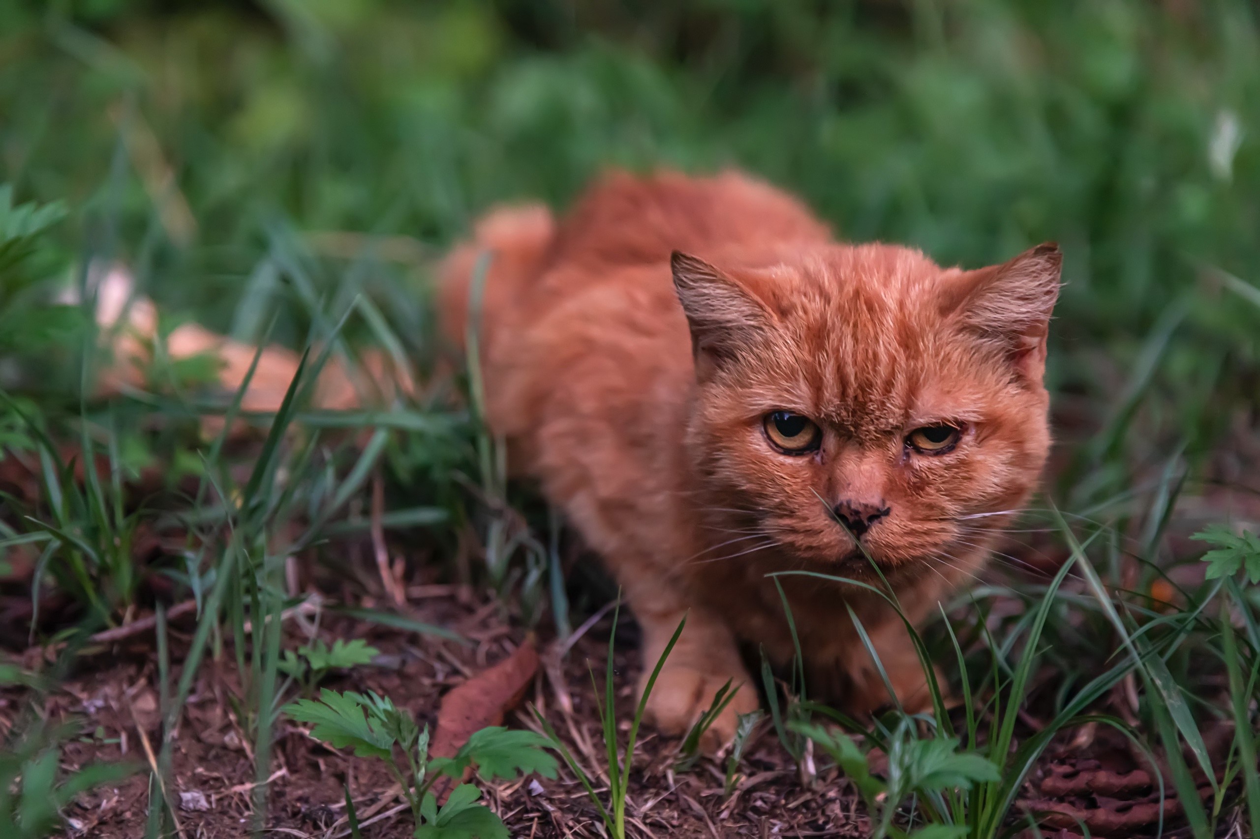Orange cat in tall grass HD Wallpaper