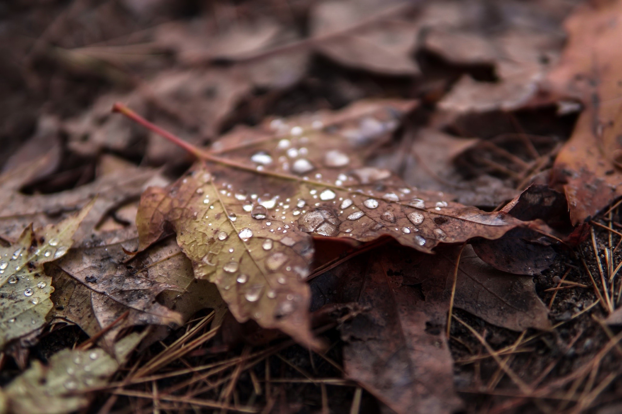 Close-up of wet autumn leaves on the ground HD Wallpaper