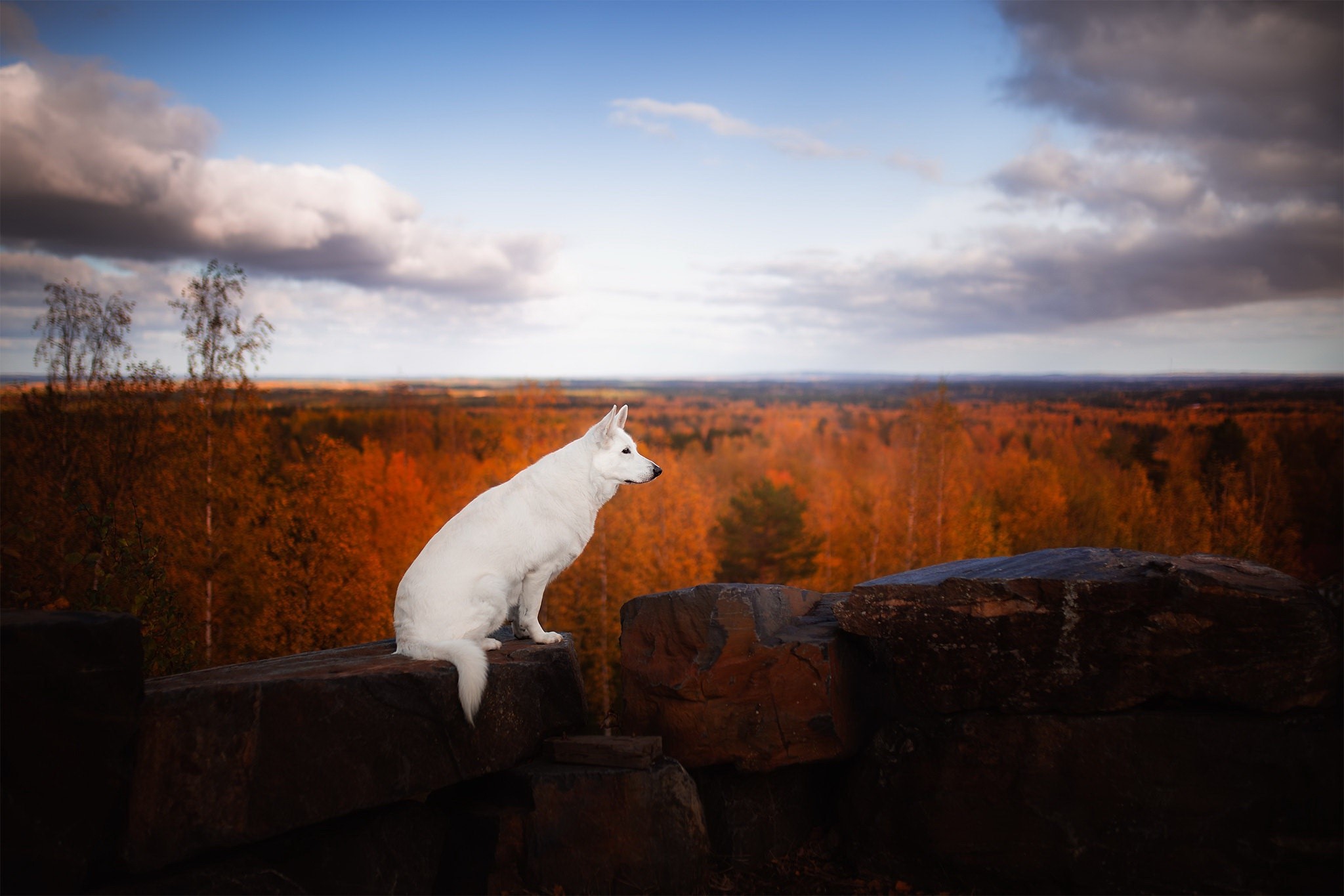 White Swiss Shepherd dog on rocks overlooking autumn forest HD Wallpaper