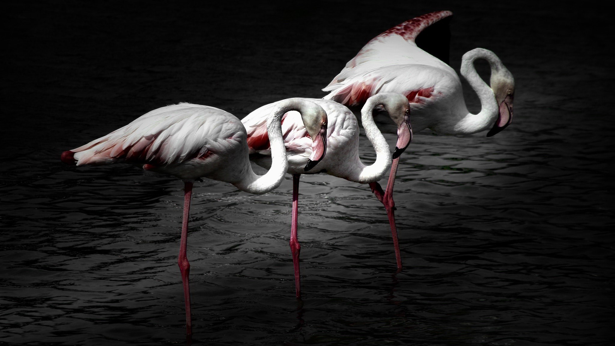 Three flamingos standing in dark water HD Wallpaper