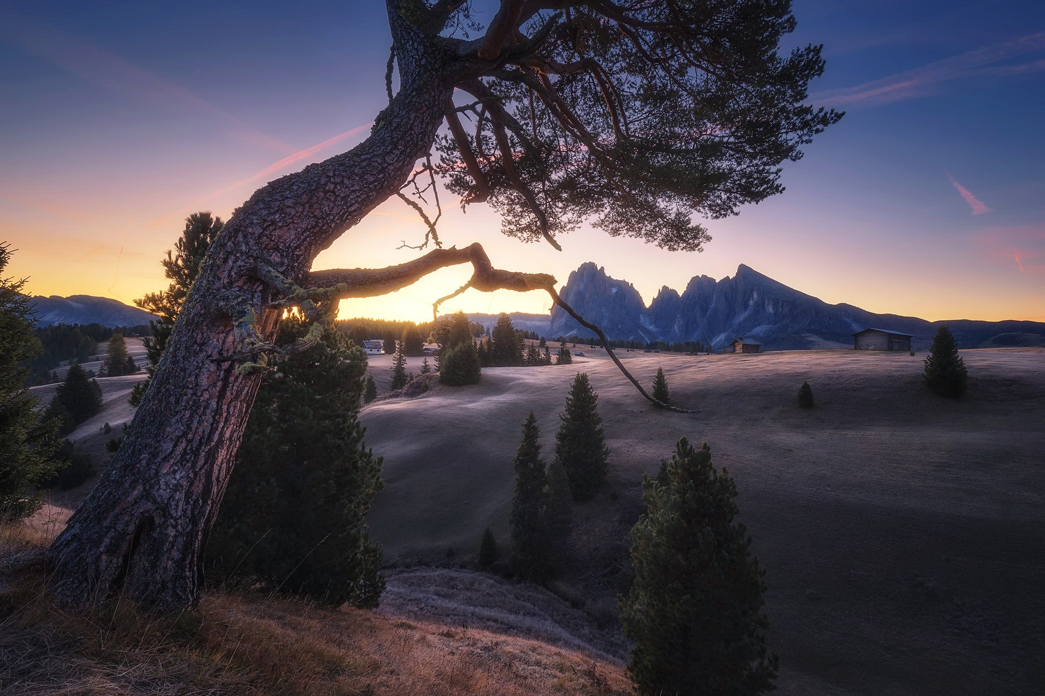 Pine tree in a mountain landscape at sunrise HD Wallpaper
