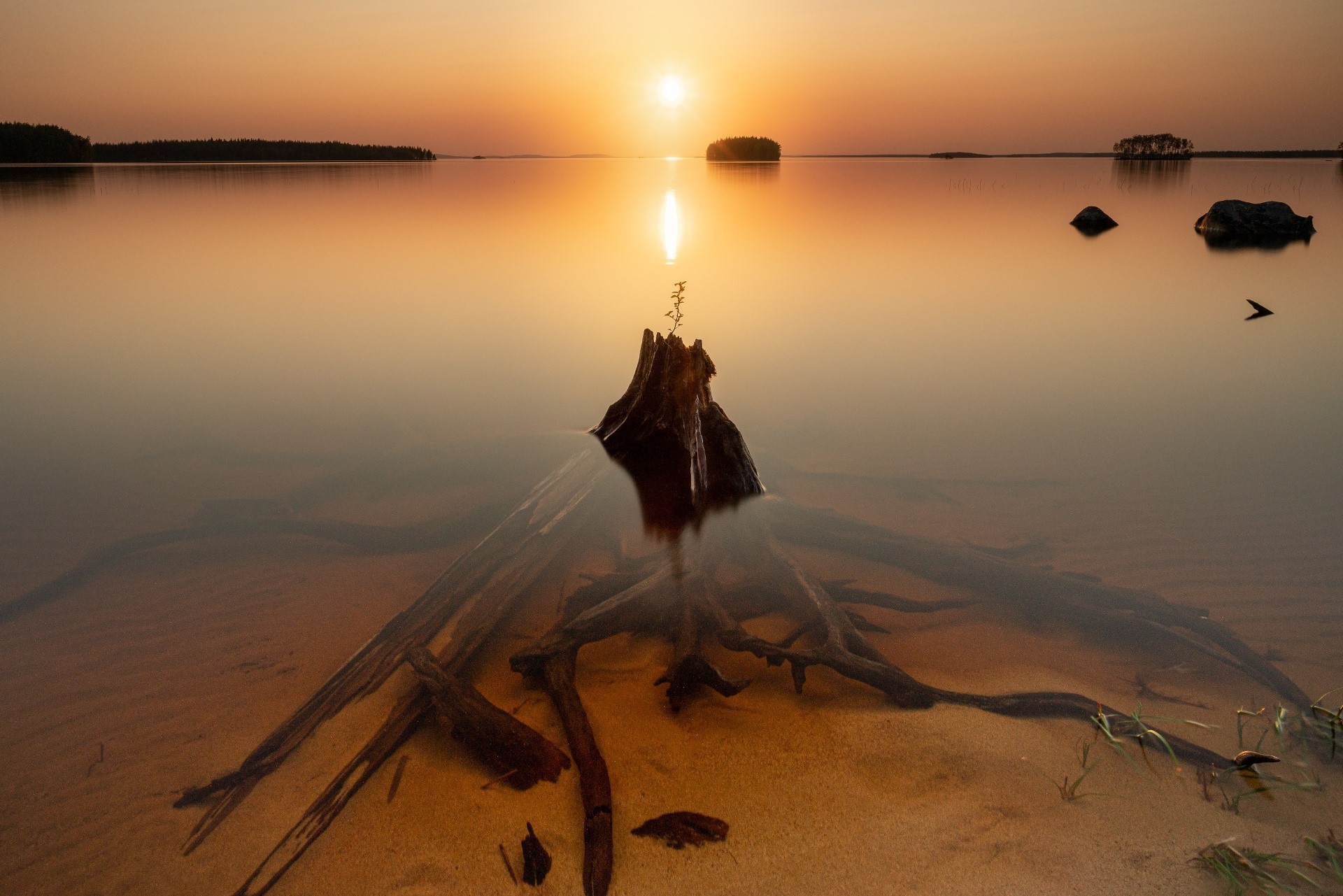 Tree stump in a calm lake at sunset HD Wallpaper