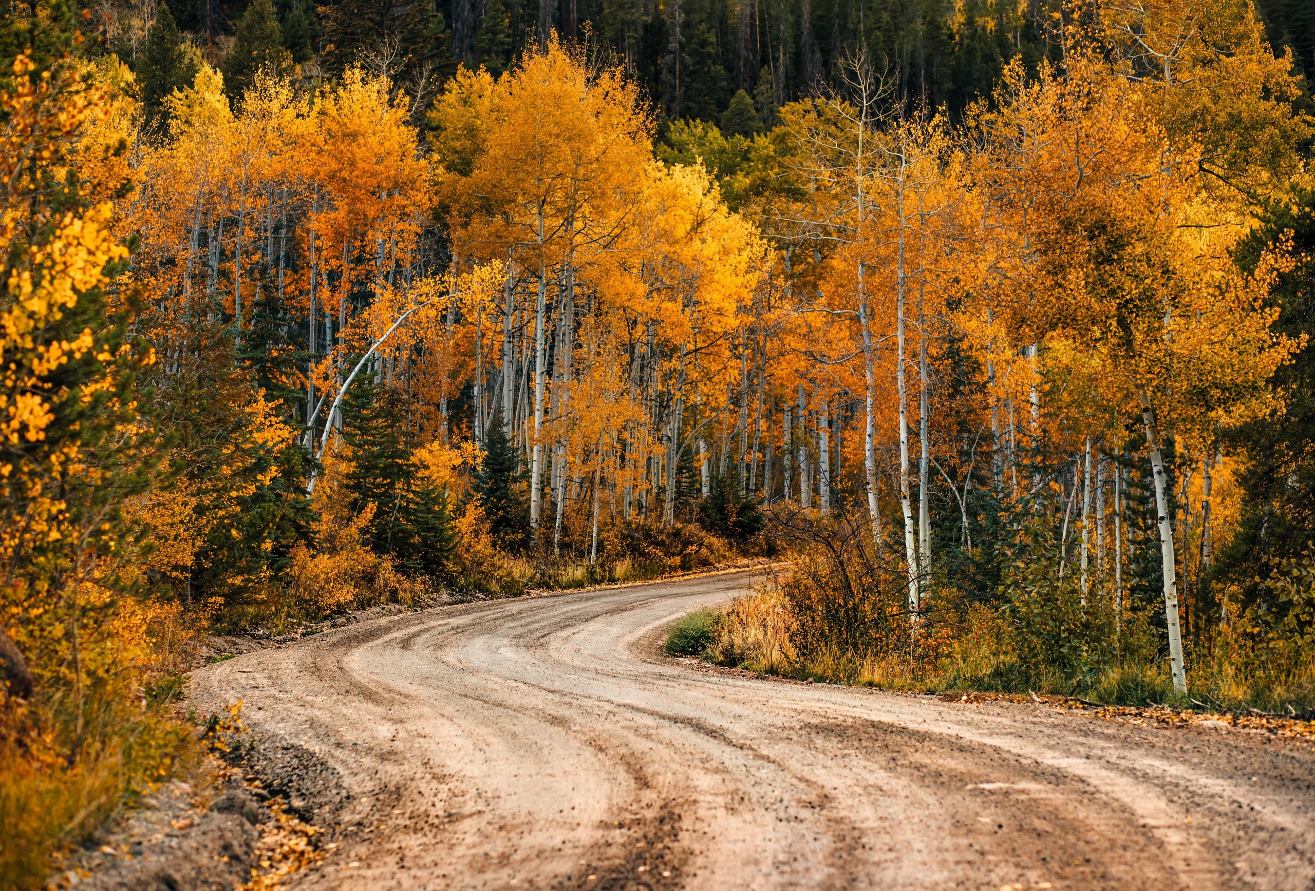 Dirt road winding through autumn forest with golden trees HD Wallpaper