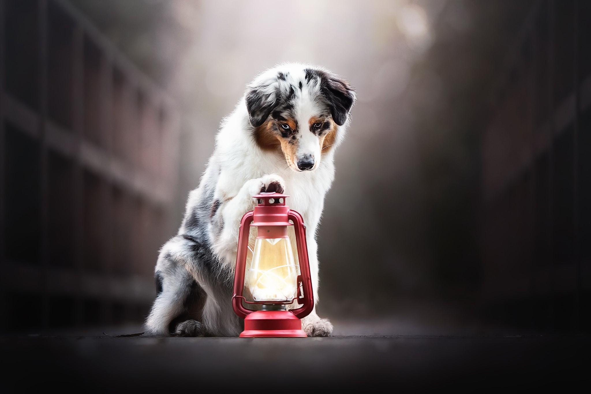 Australian Shepherd dog with a lantern HD Wallpaper