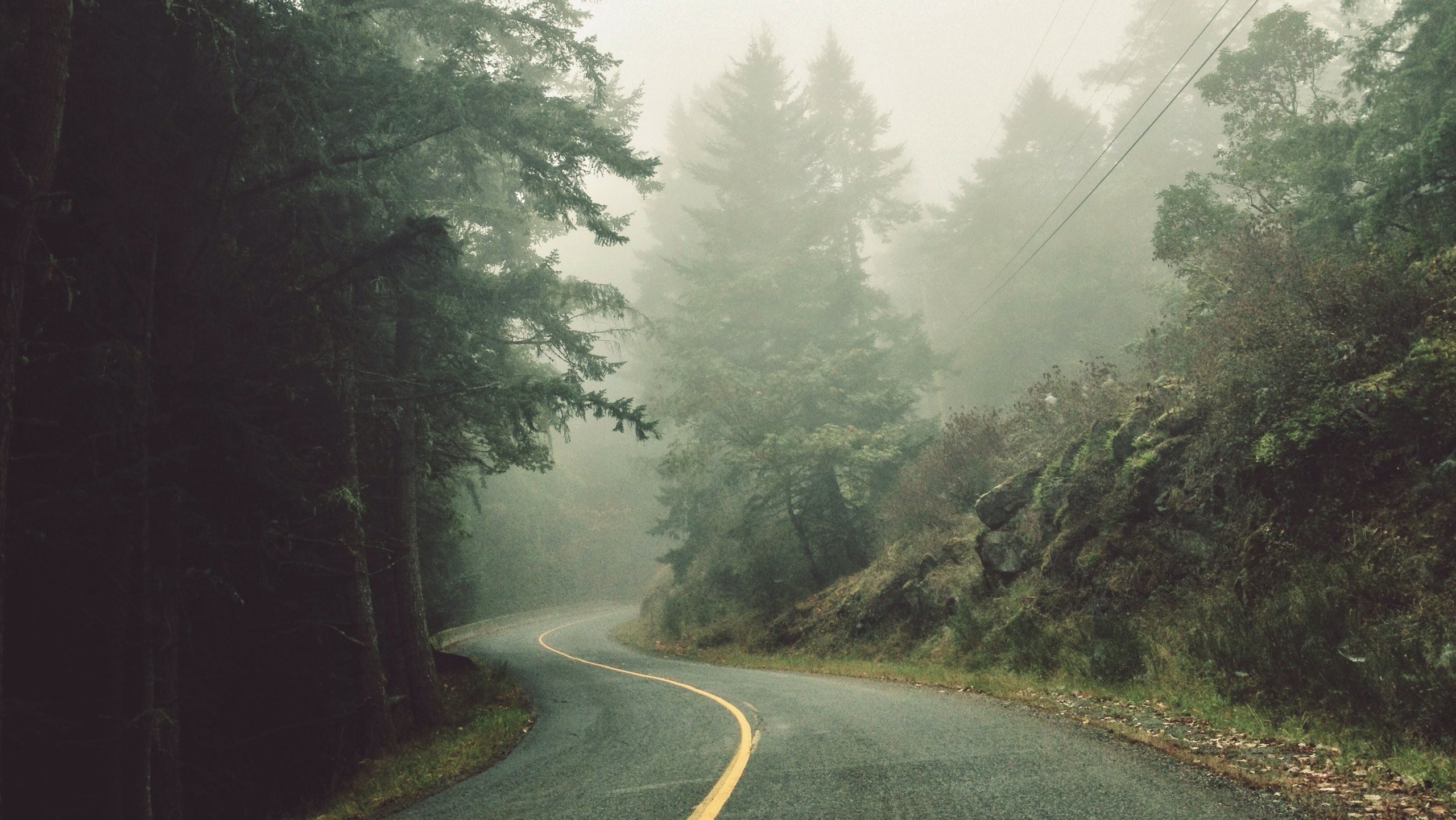 Winding road through a misty forest HD Wallpaper