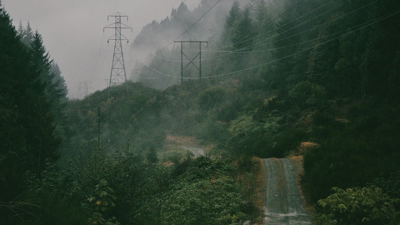 Misty forest with power lines and a dirt road HD Wallpaper