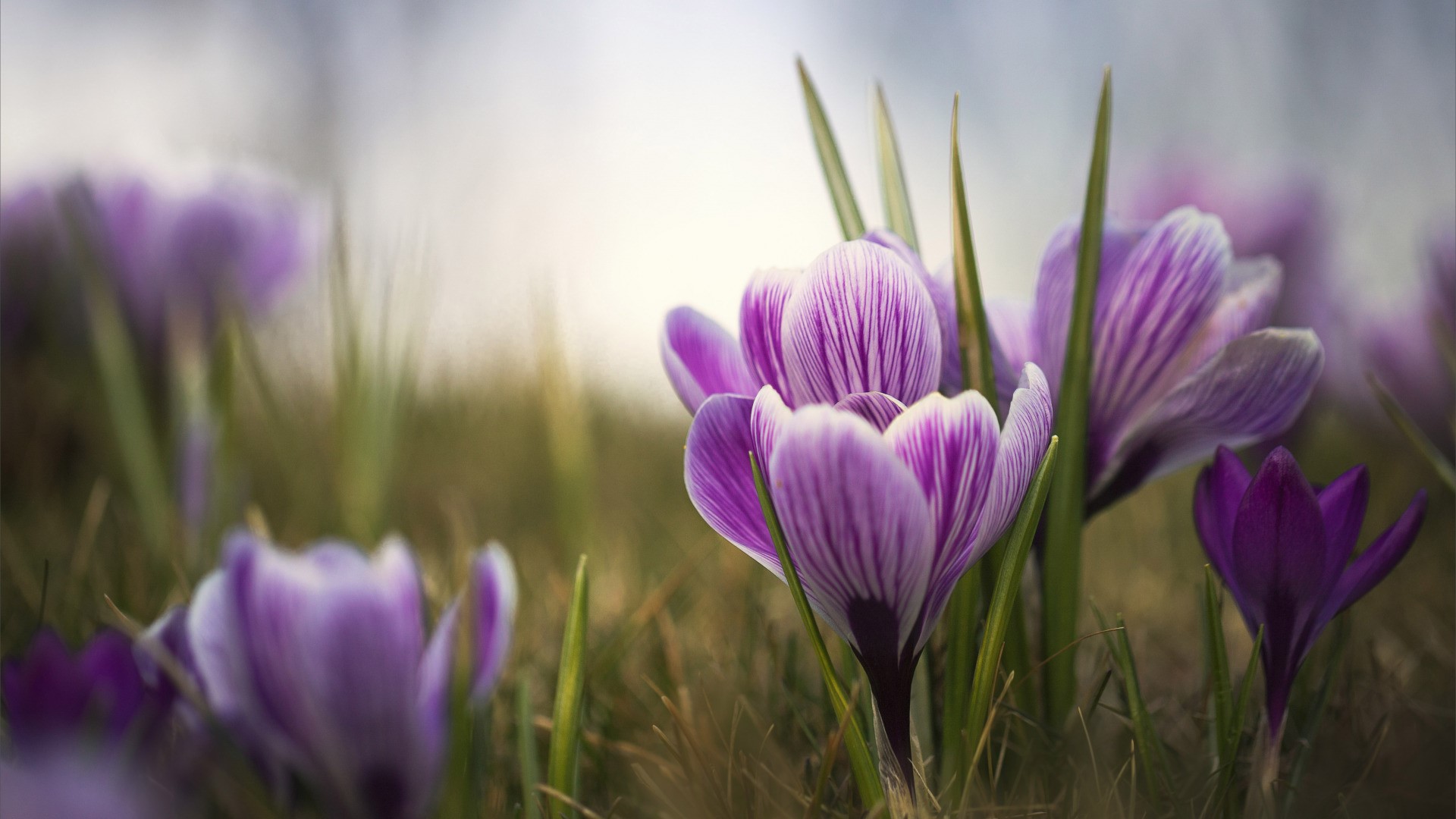 Purple and white crocuses in green grass HD Wallpaper