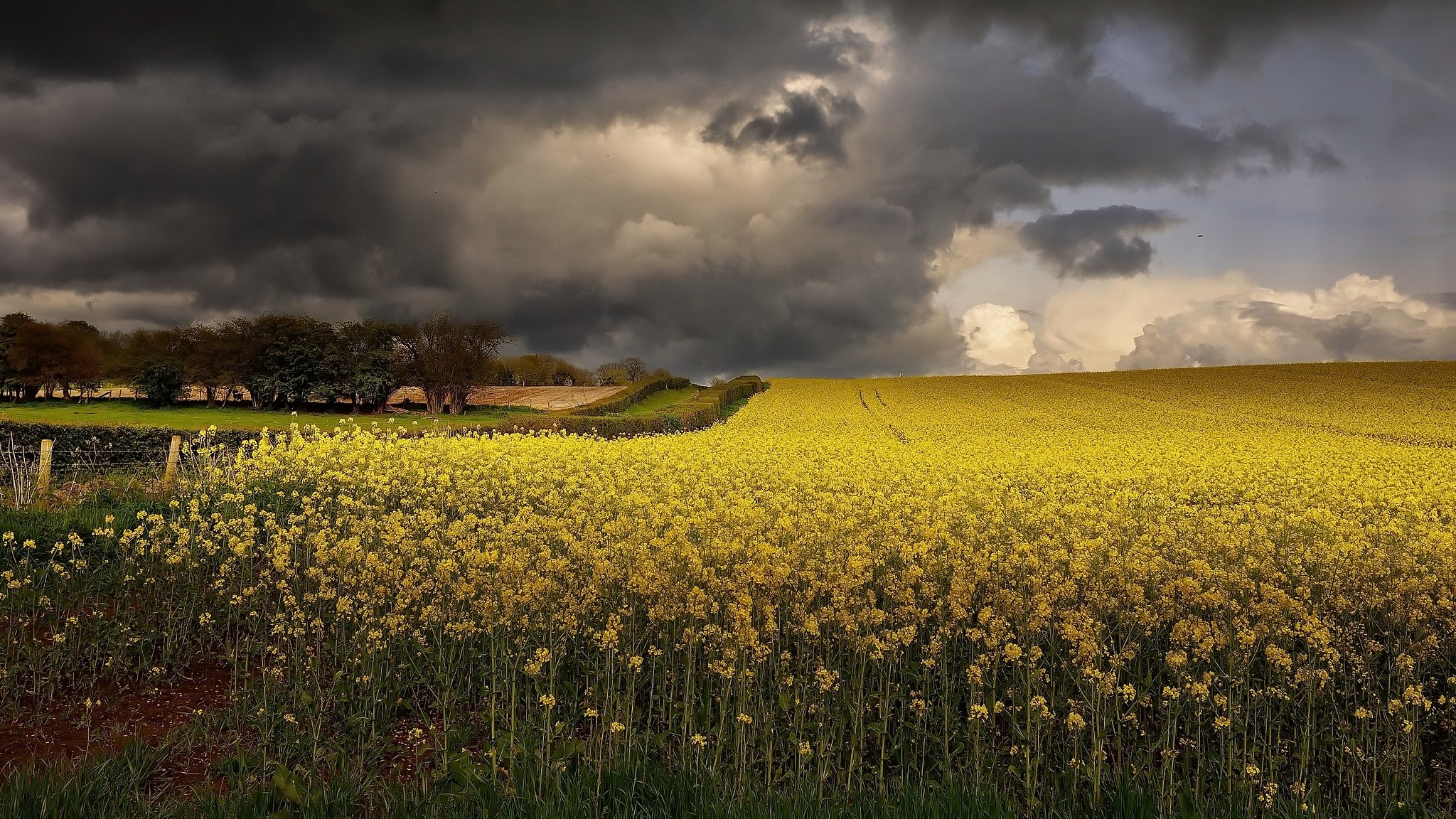 Yellow field under stormy clouds HD Wallpaper